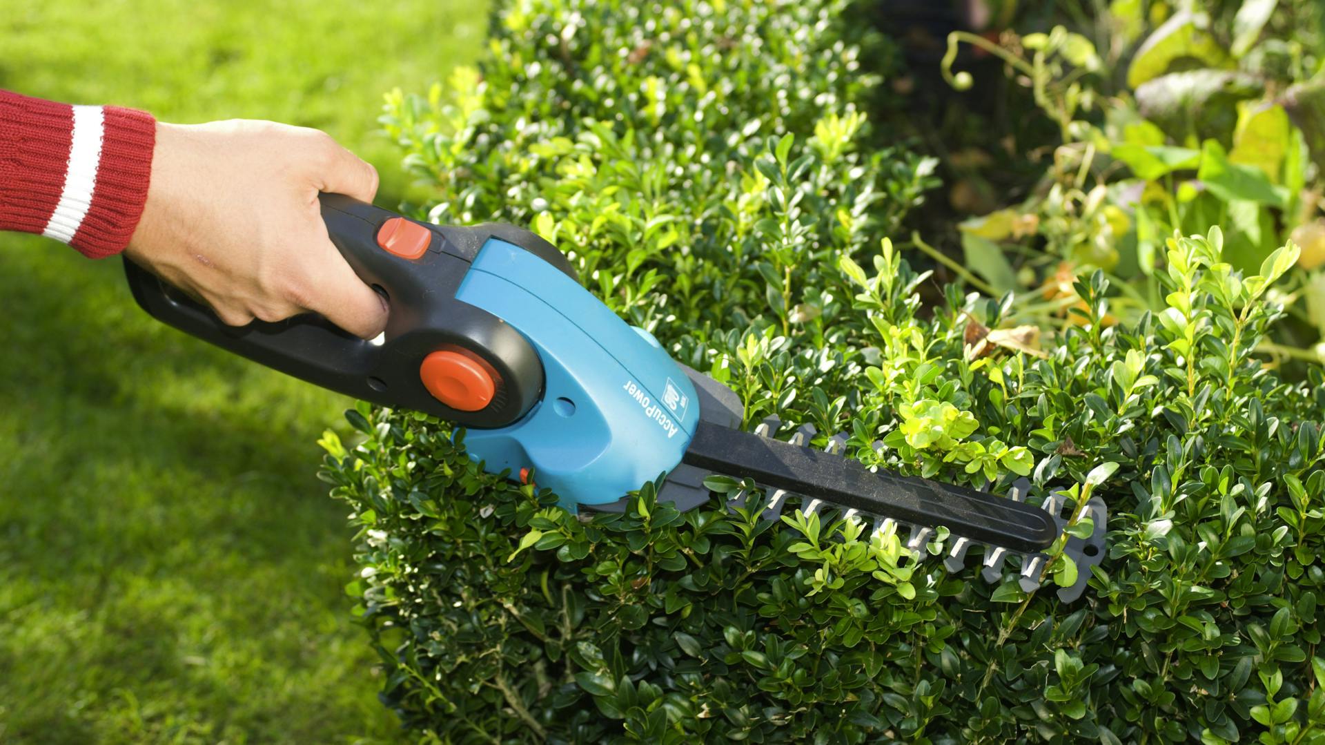 Eine Frau nutzt eine Akku-Heckenschere, um eine Hecke zu schneiden.