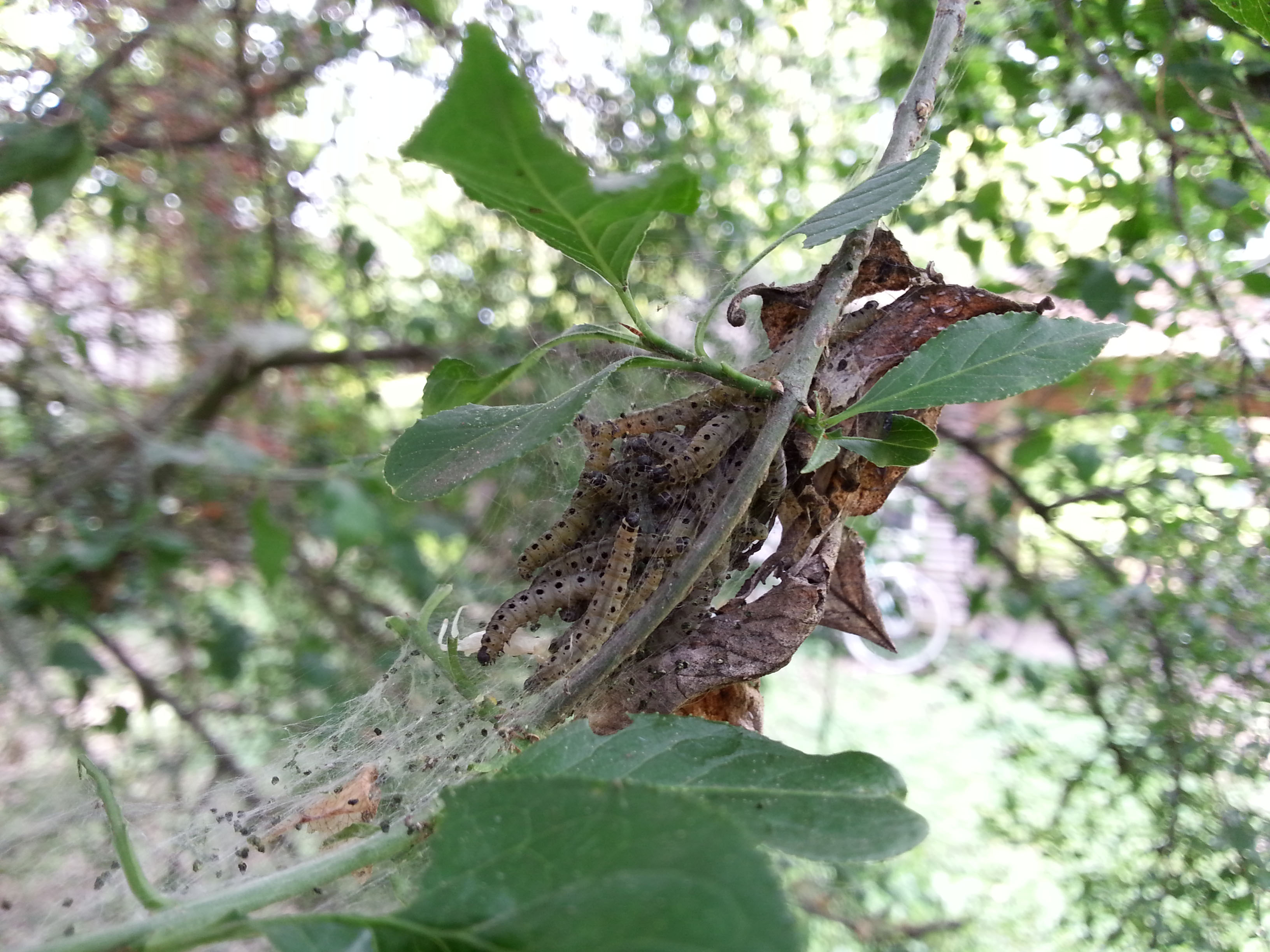 Raupen der Gespinstmotte sitzen auf einem Baum.