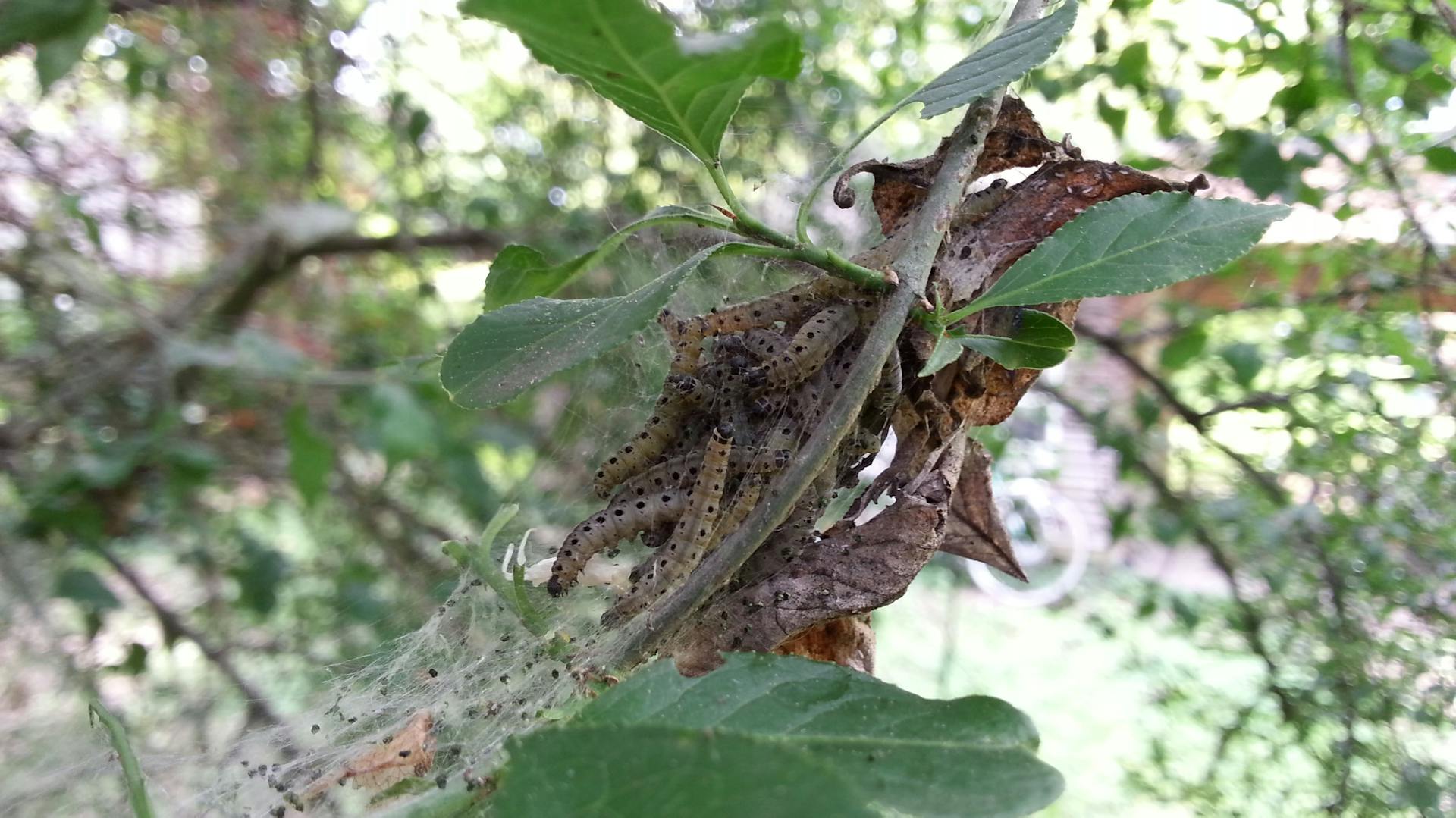 Raupen der Gespinstmotte sitzen auf einem Baum.