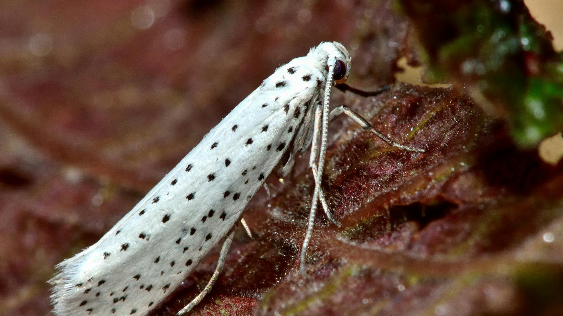 Eine weiße Gespinstmotte mit schwarzen Punkten sitzt auf einem Blatt.