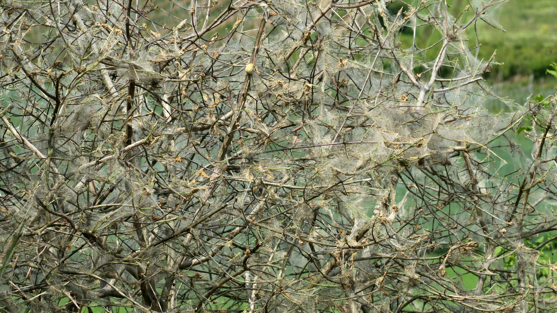 Gespinstmotten haben einen weißen Schleier über einen Strauch gelegt.