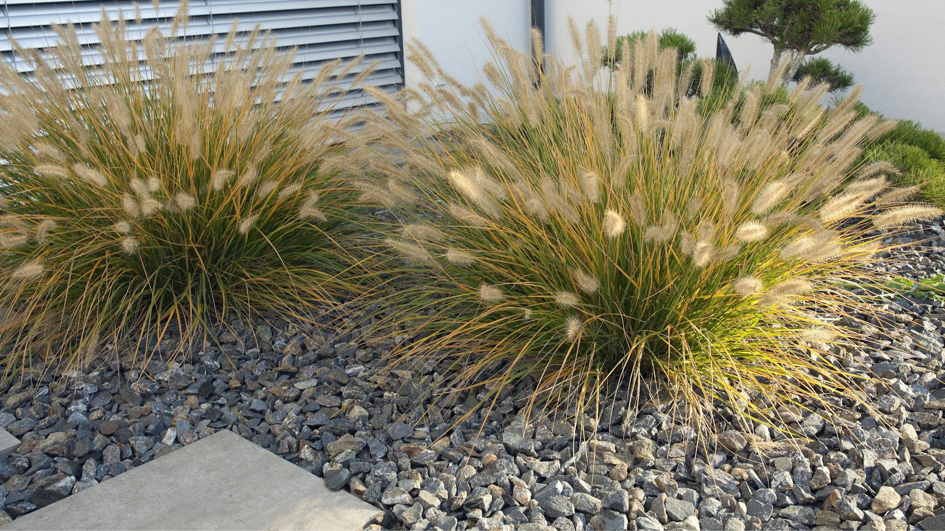 Lampenputzergras im Kiesbeet