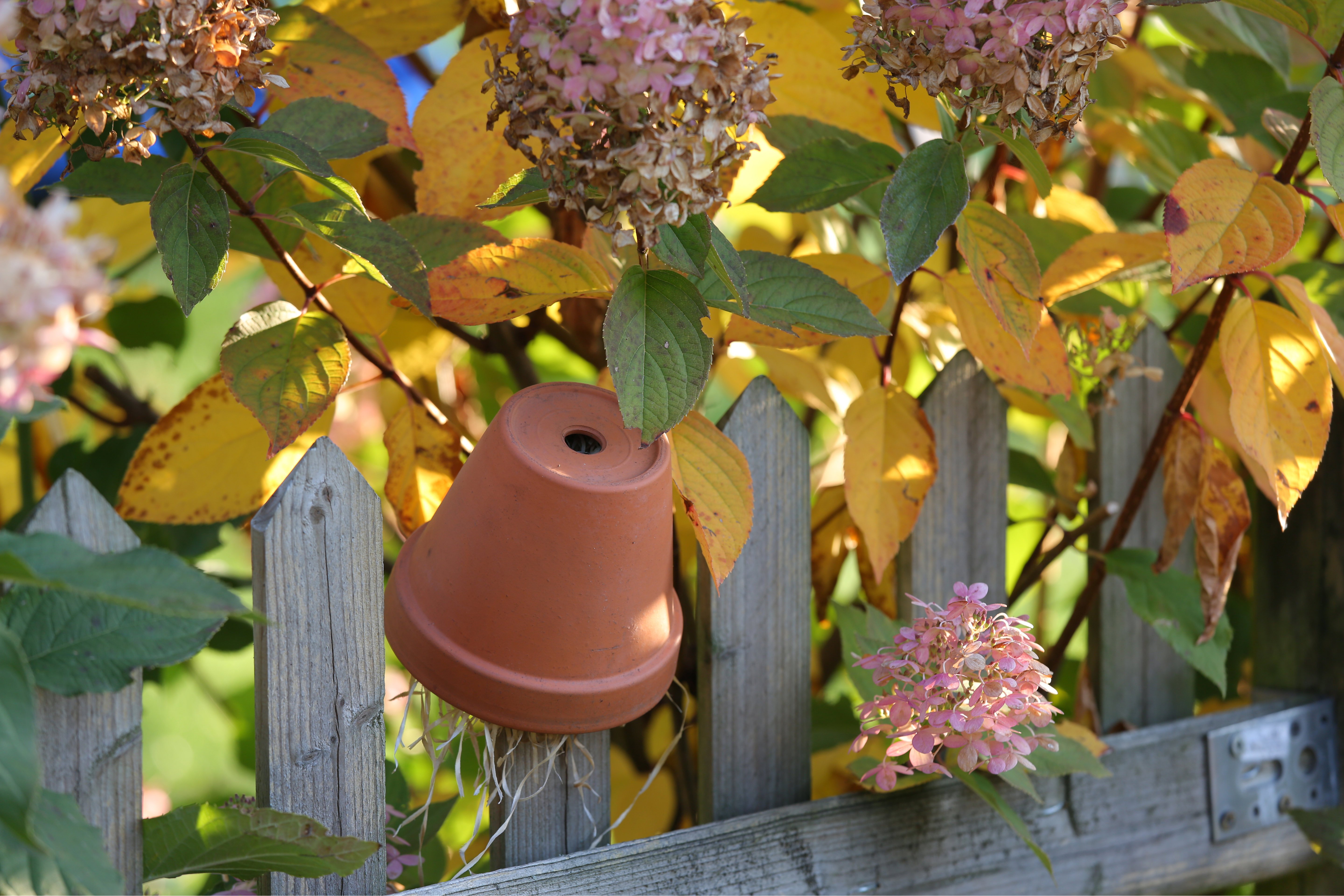 Egy barna terrakotta cserép kerítésre felakasztva.