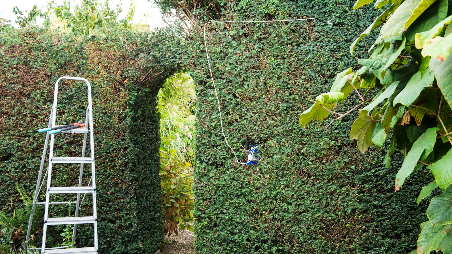 Una corda orizzontale sul bordo superiore di una siepe serve come ausilio per realizzare un taglio diritto.