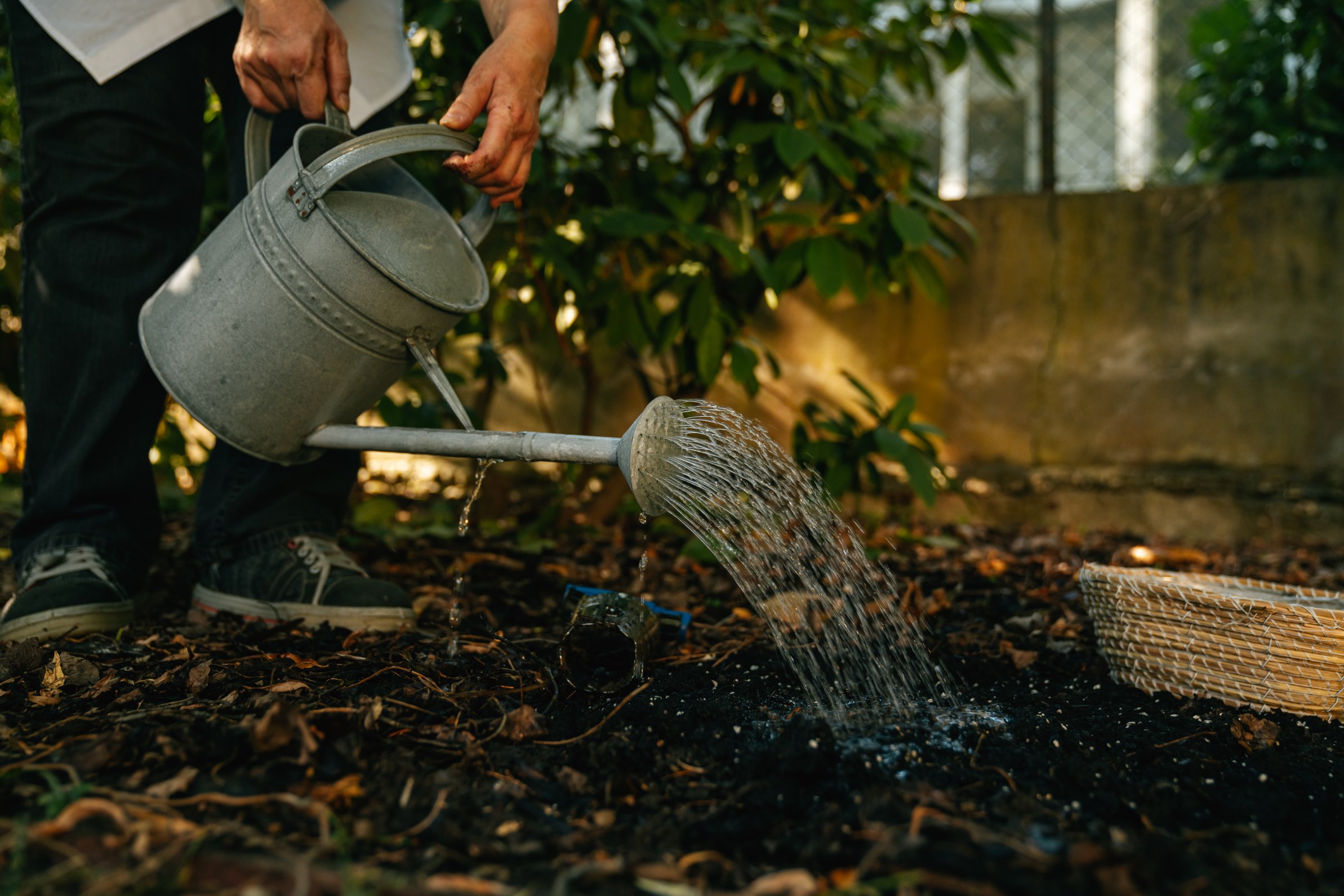 Frissen ültetett hagymák öntözése az őszi ágyásban fém öntözőkannával
