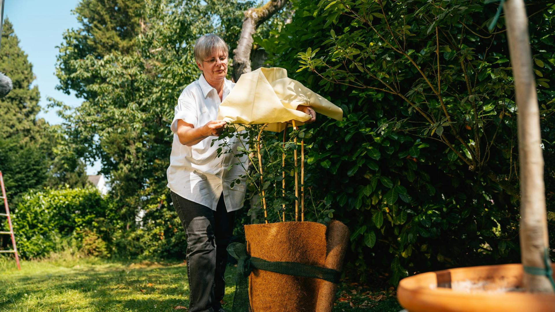 A nő fagyvédő zsákkal borítja be a cserepes növényt az őszi kertben