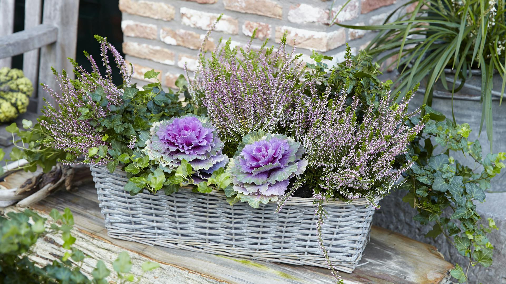 Heidekraut im Pflanztopf mit anderen Pflanzen