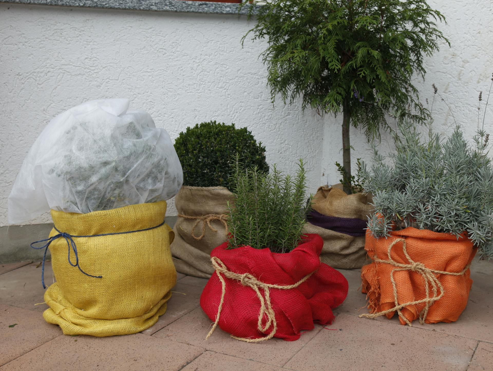 Töpfe mit Herbstpflanzen in Stoff umwickelt mit teilweisem Frostschutz stehen an Hausmauer.
