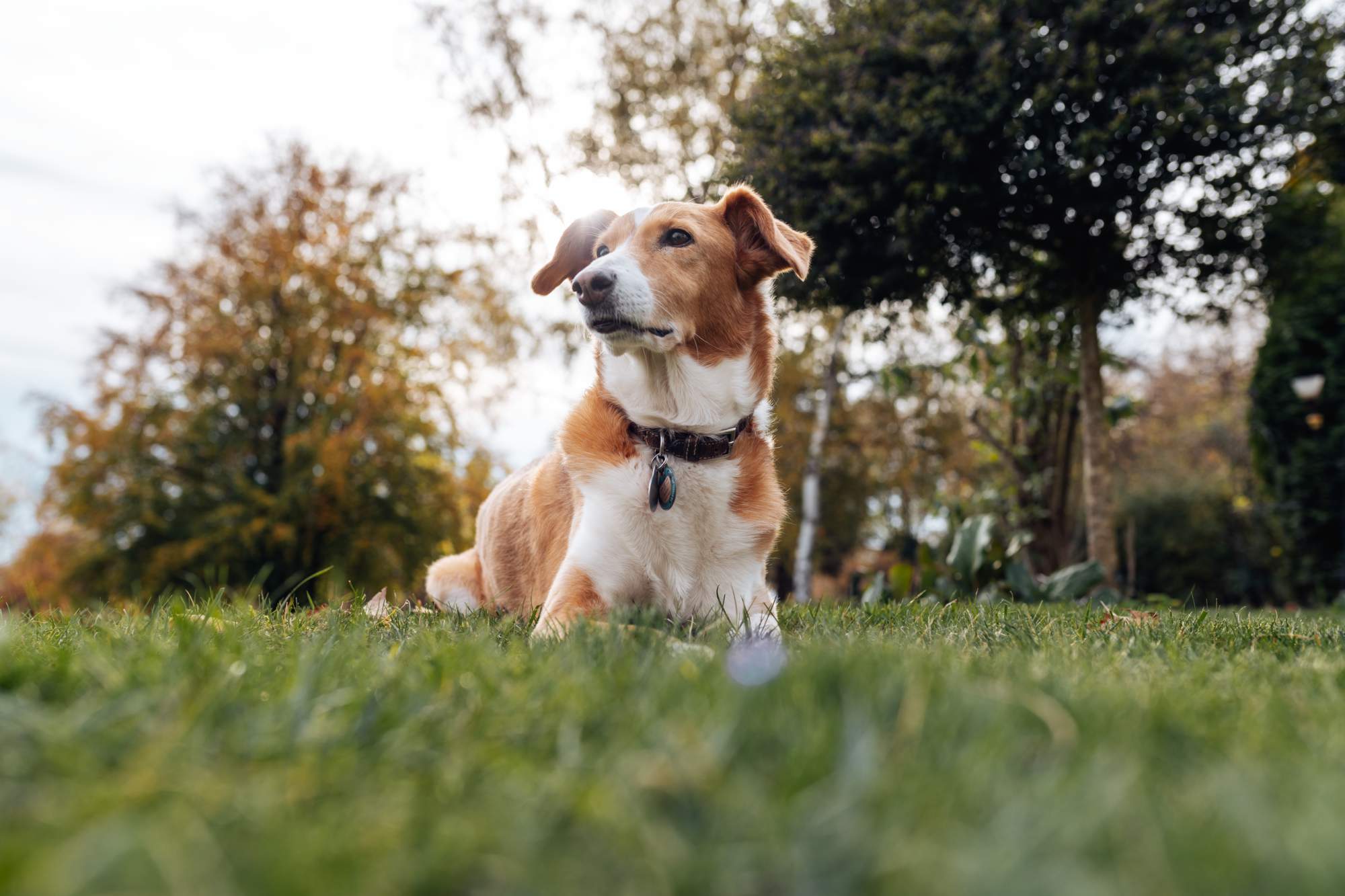 Gartengestaltung im Herbst zurück zur Natur OBI