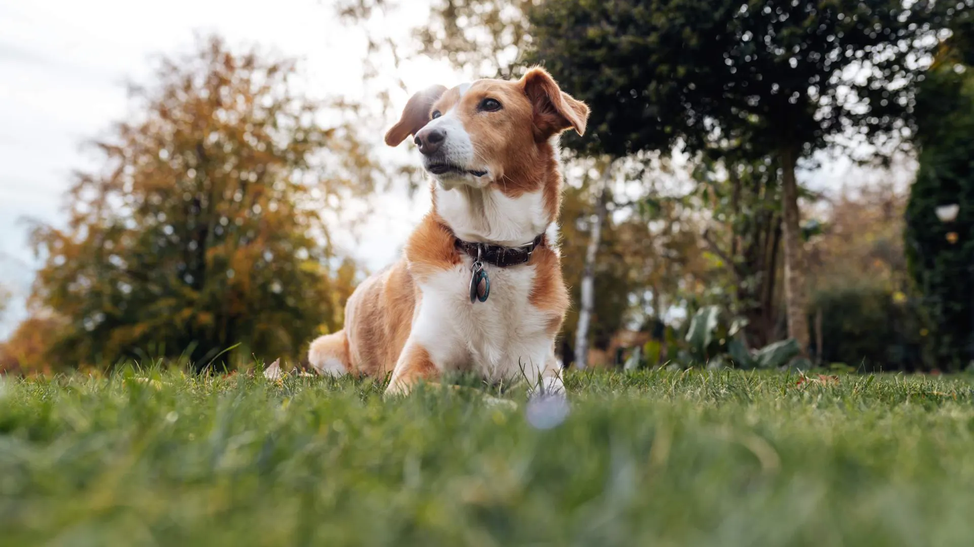 Cane in un giardino autunnale