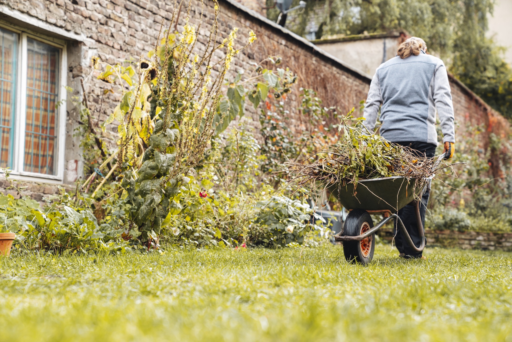 Piante e carriola con sfalci verdi in un giardino naturale