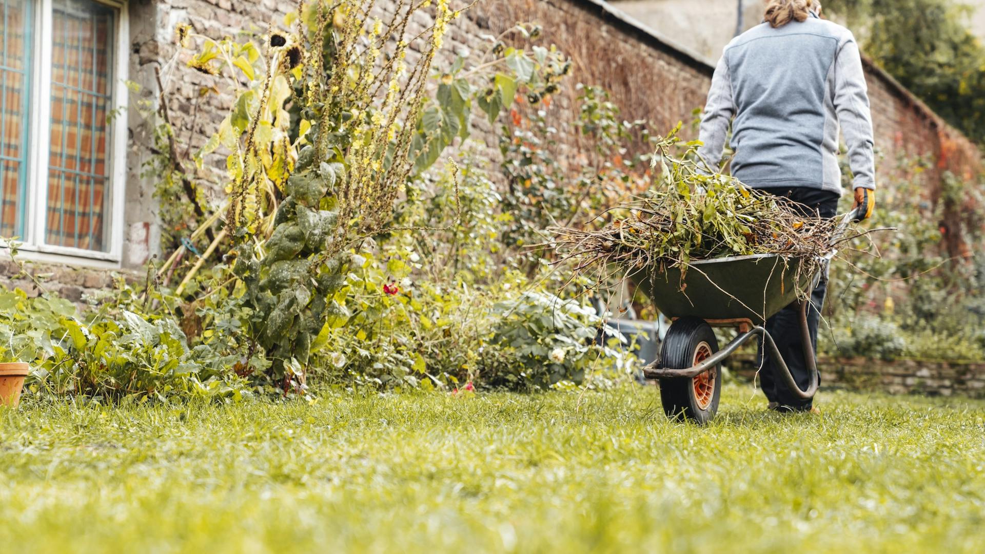 Pflanzen und Schubkarre mit Grünschnitt in naturnahem Garten