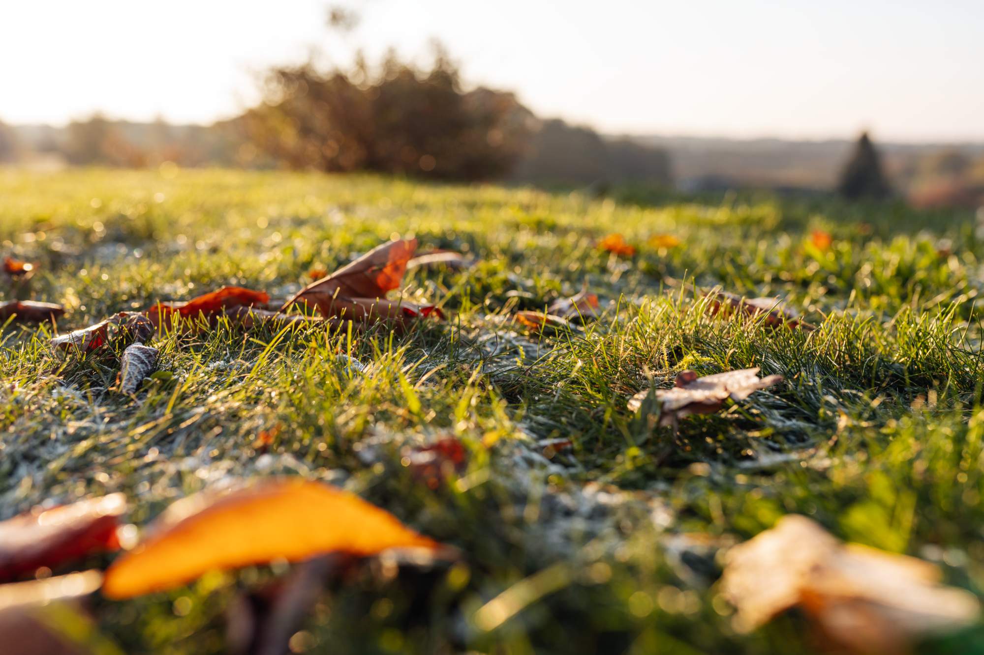 Foglie autunnali alla luce del sole sul prato