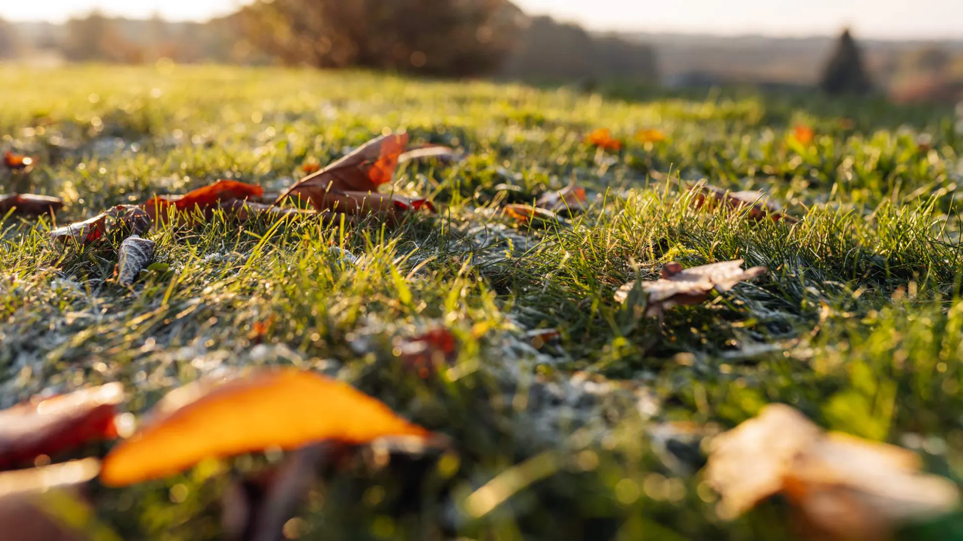 Foglie autunnali alla luce del sole sul prato