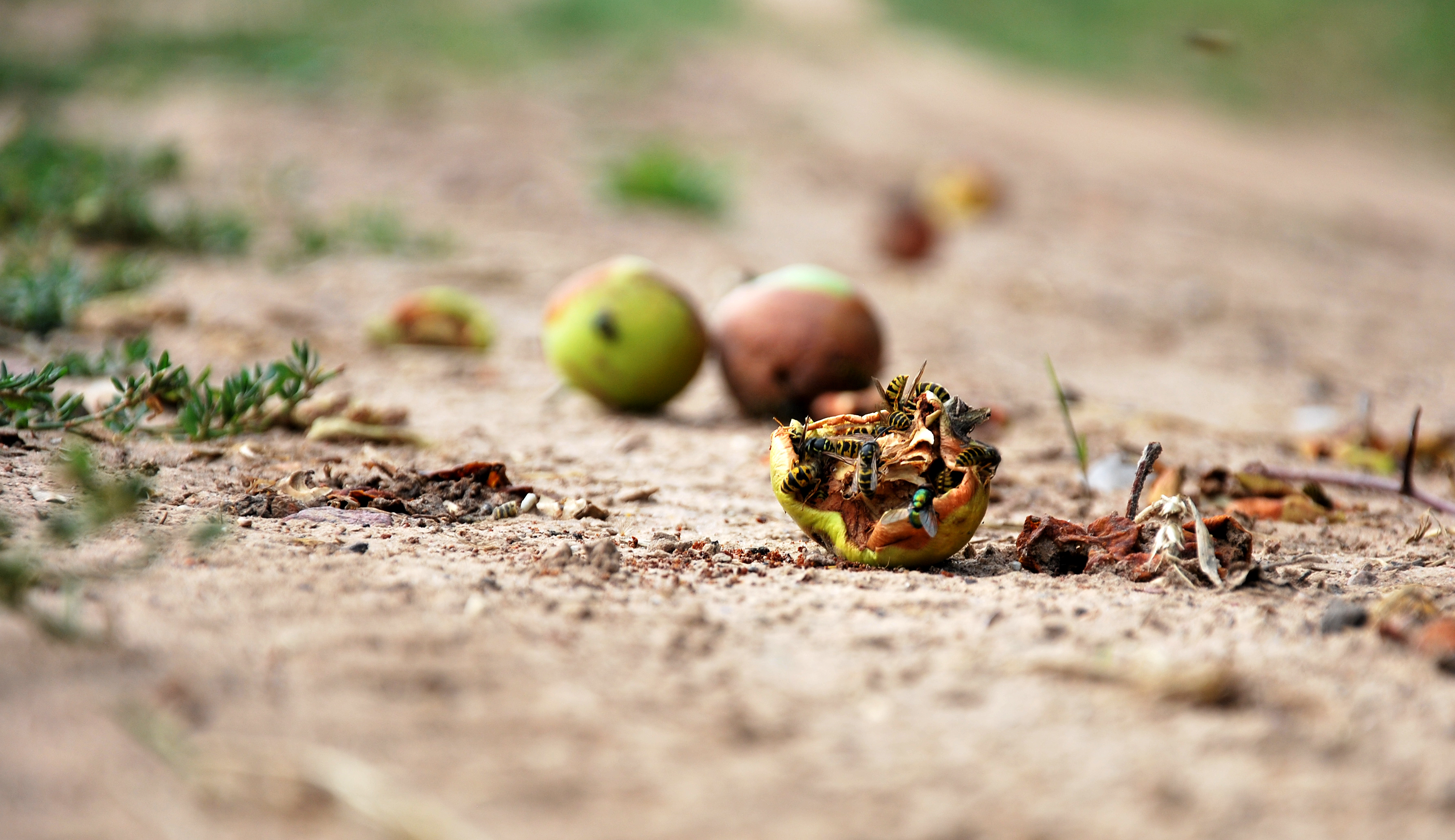 Vespe e mosche su alcuni frutti caduti in un giardino