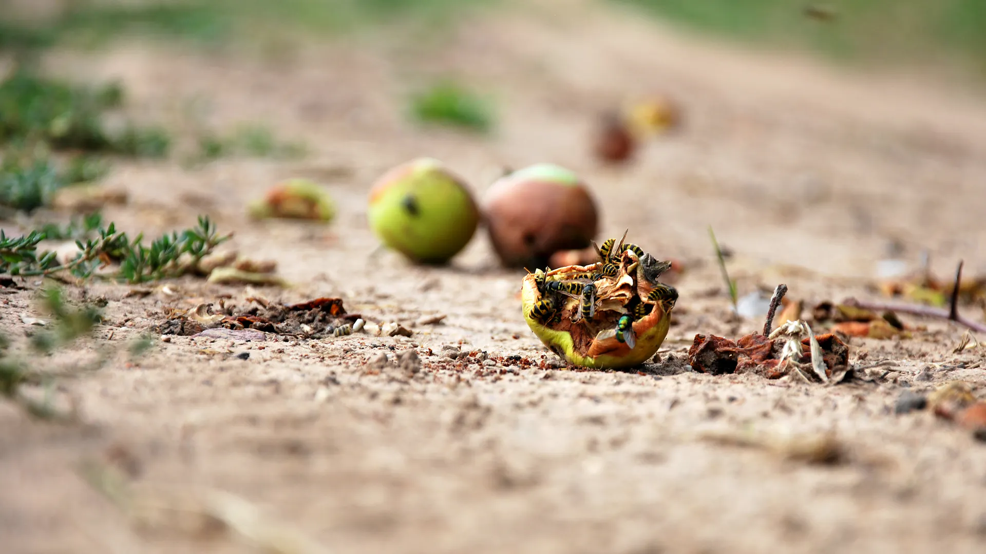 Vespe e mosche su alcuni frutti caduti in un giardino