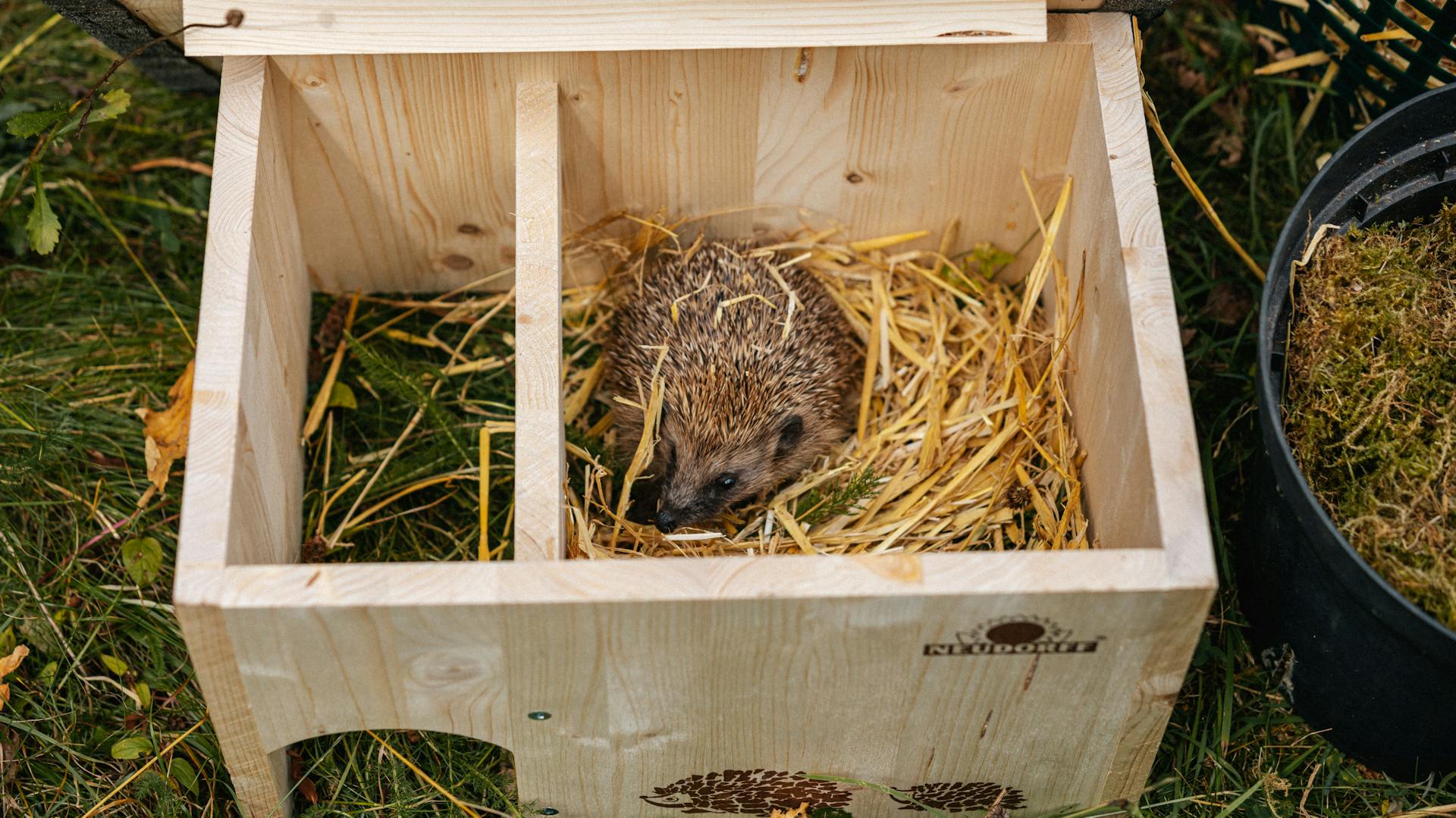 Blick von oben in ein mit Stroh ausgelegtes Igelhaus mit Igel.