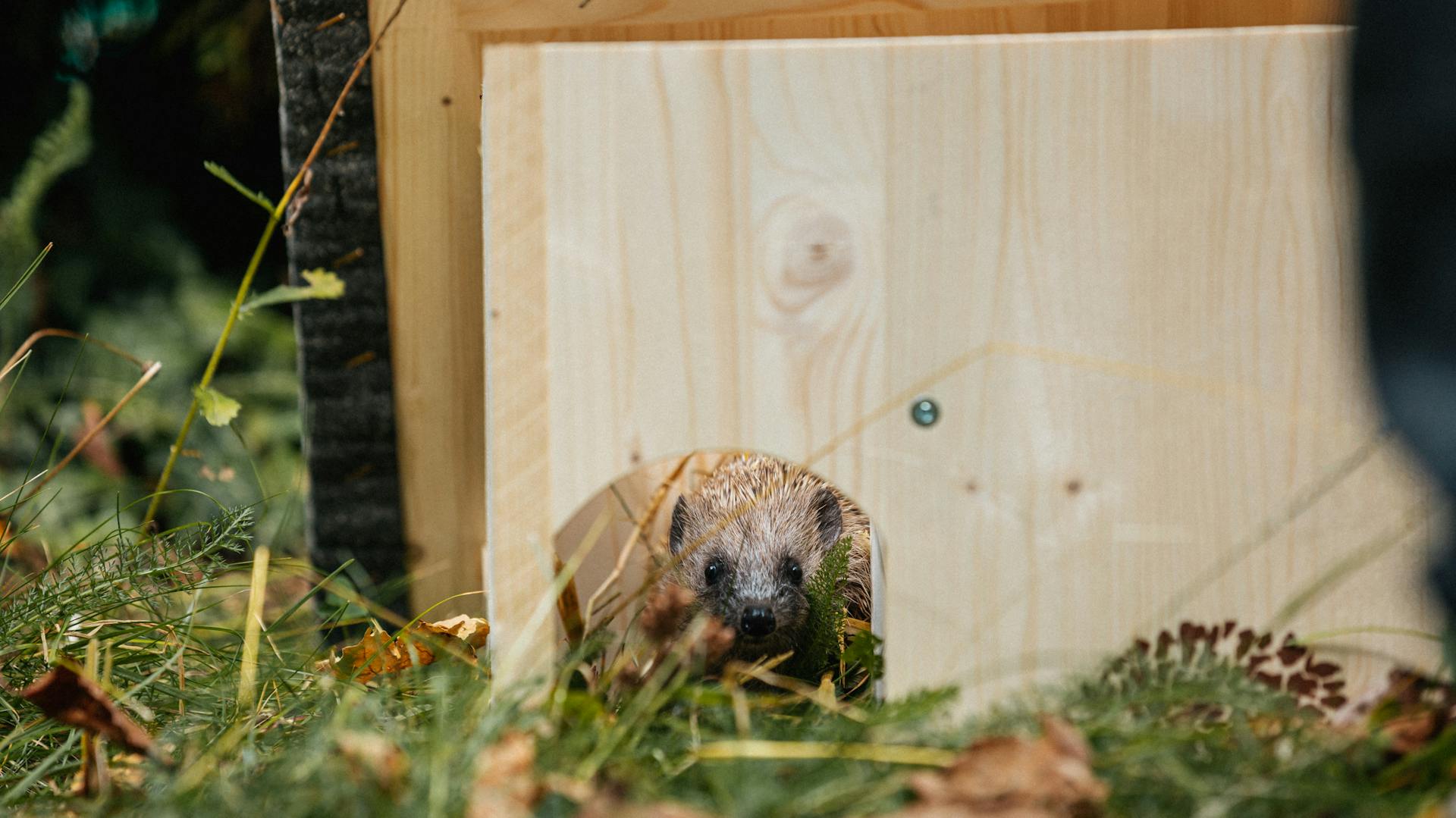 Igel schaut aus einem Igelhaus heraus.