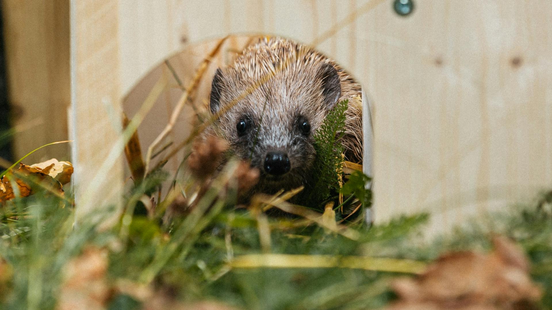 Igel im Futterhaus in Herbstgarten
