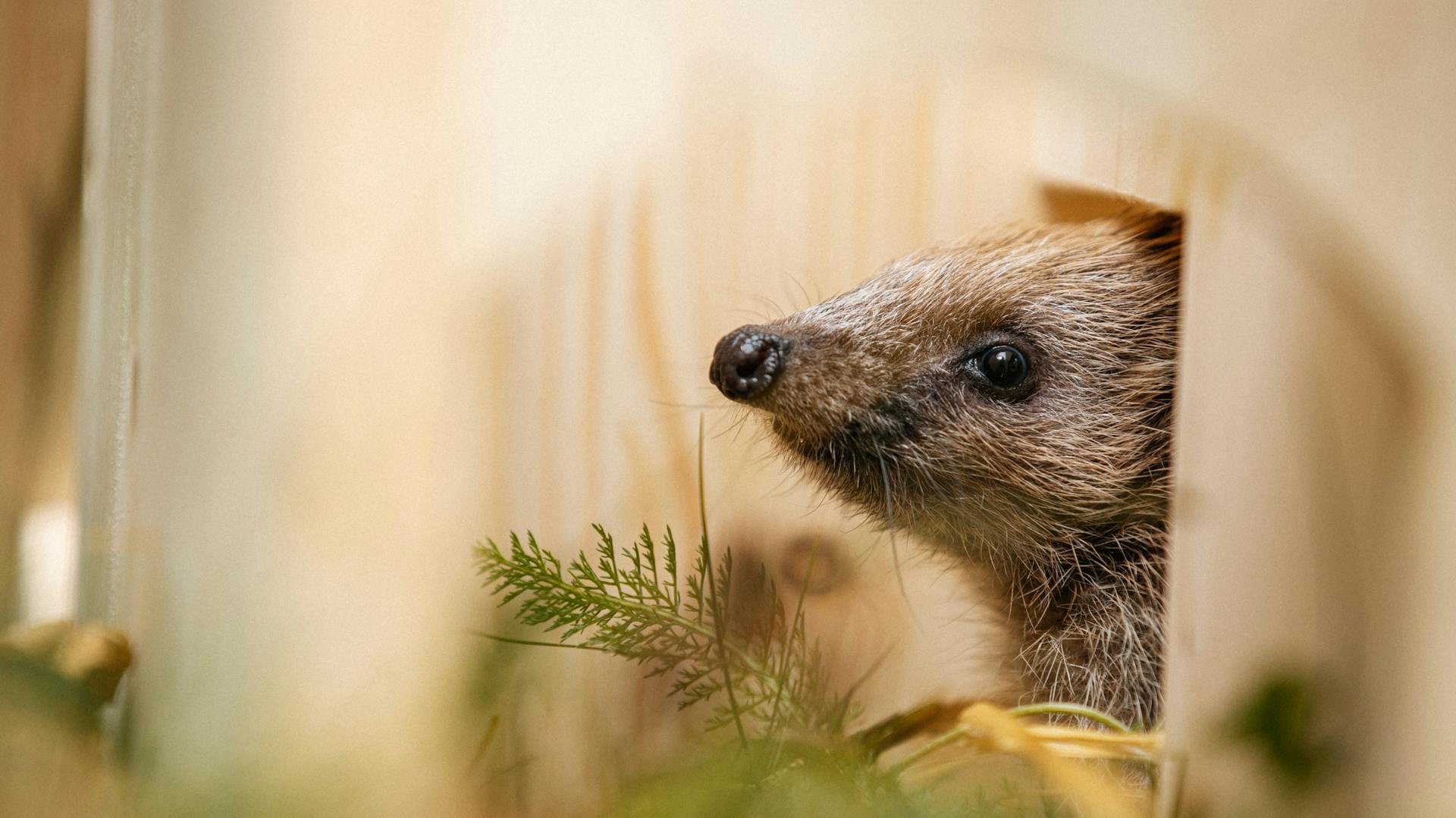 Nahaufnahme eines Igels.