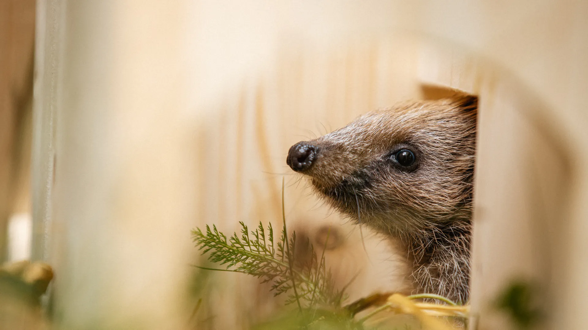 Il riccio guarda dalla casetta