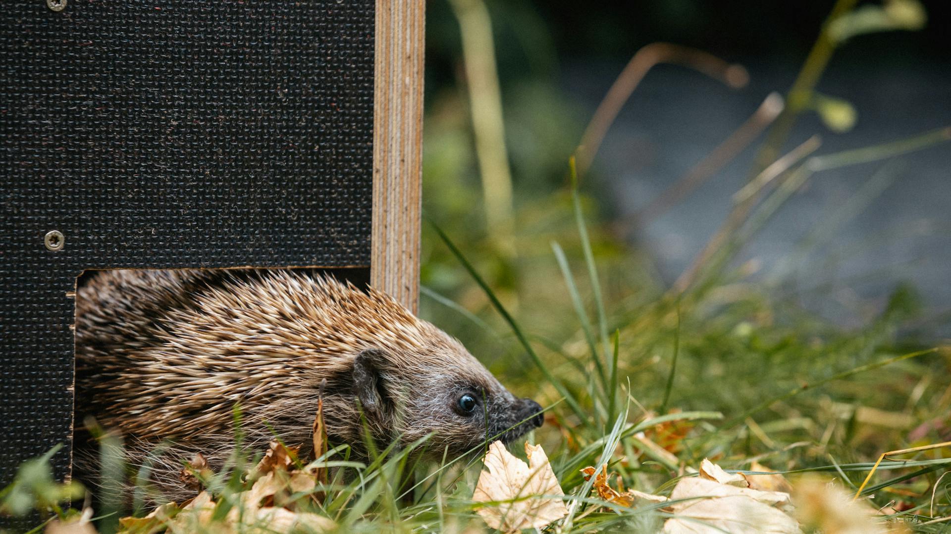 Igel läuft aus dem Igelhaus heraus.