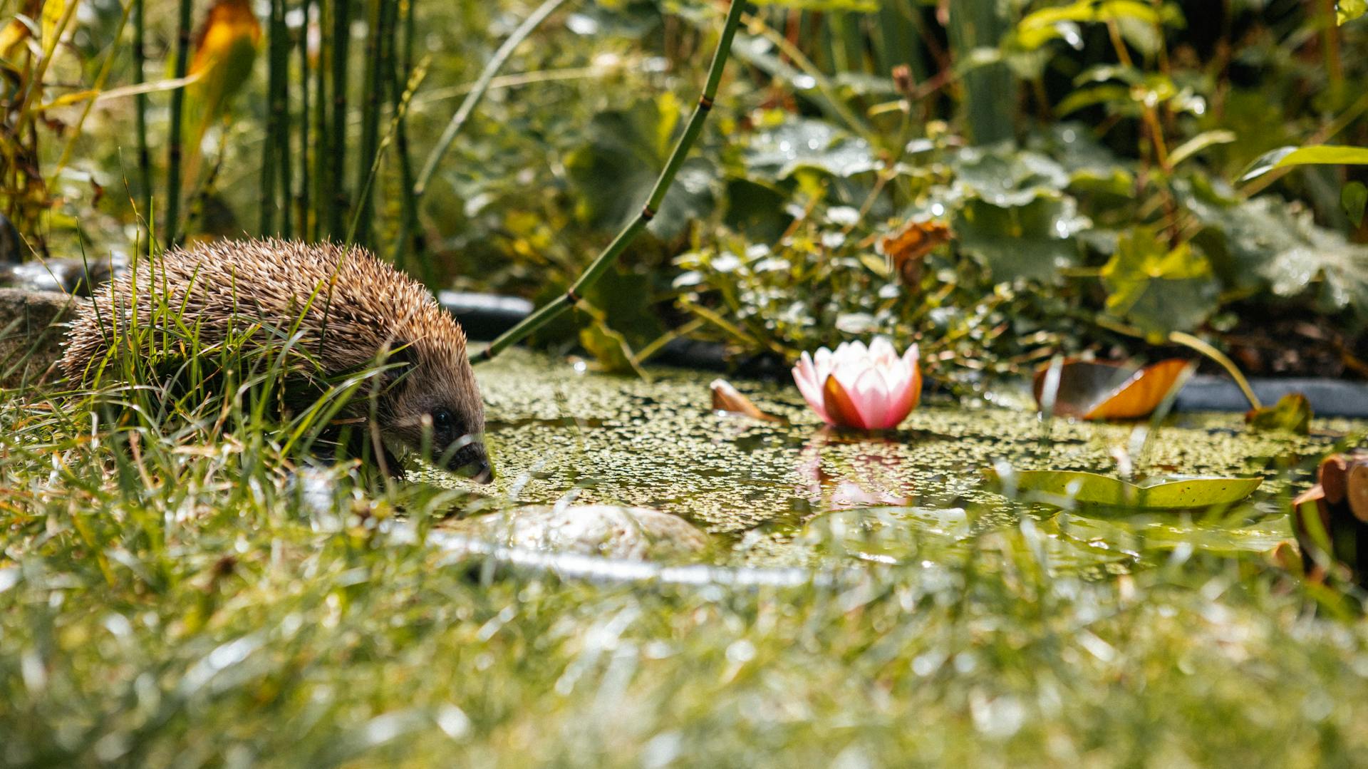 Igel in Garten