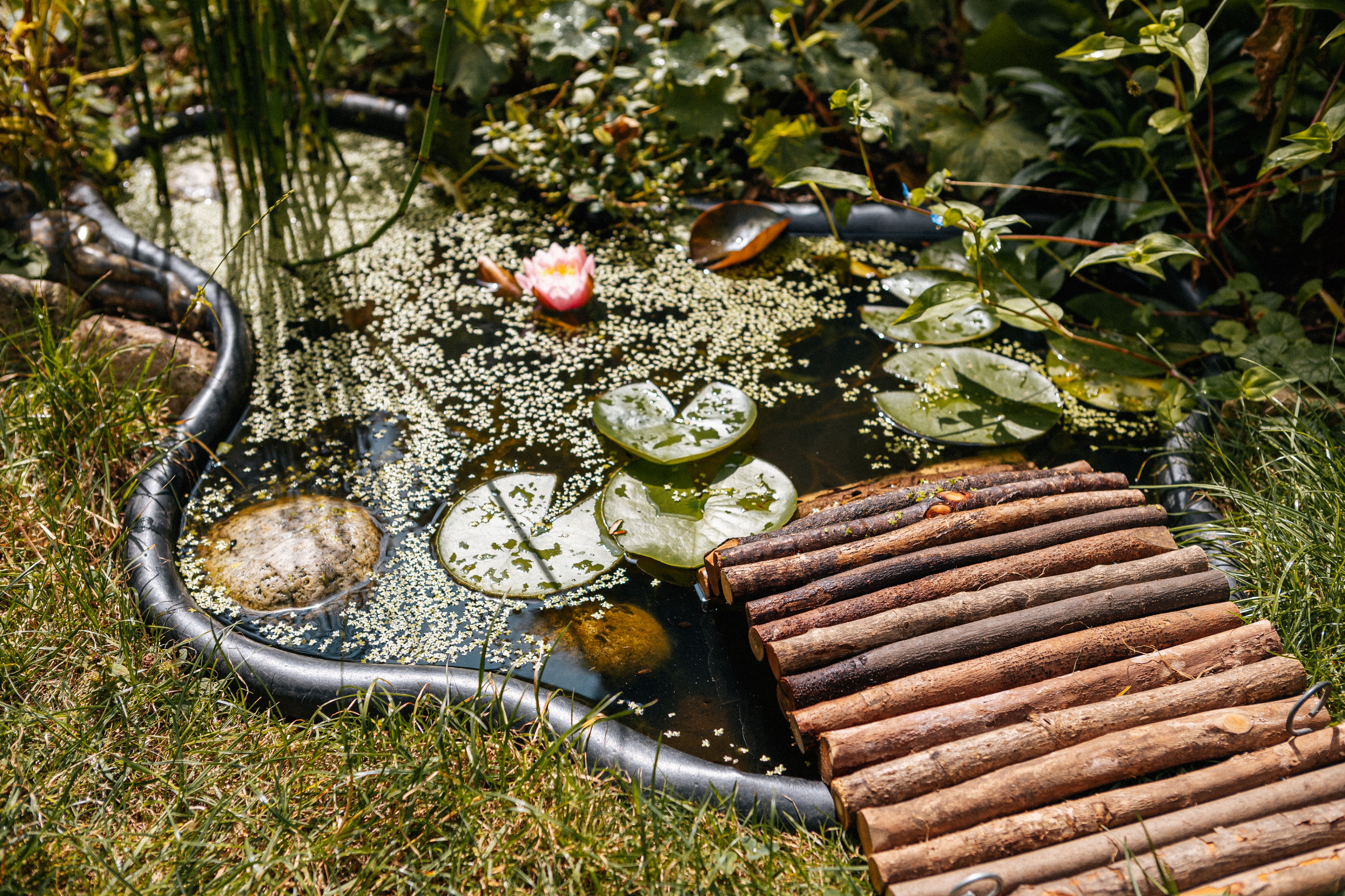 Eine selbstgebaute Brücke aus Hölzern ragt in den Gartenteich hinein.
