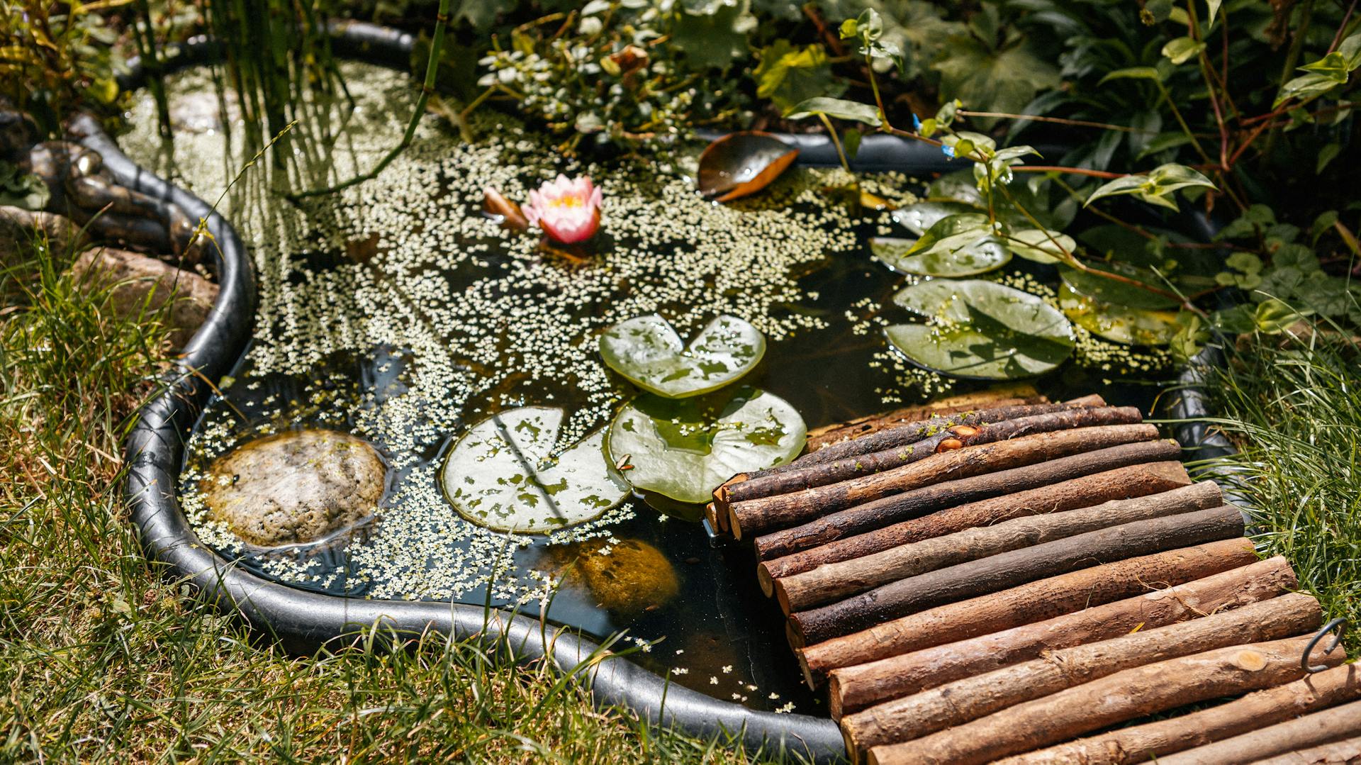 Eine selbstgebaute Brücke aus Hölzern ragt in den Gartenteich hinein.