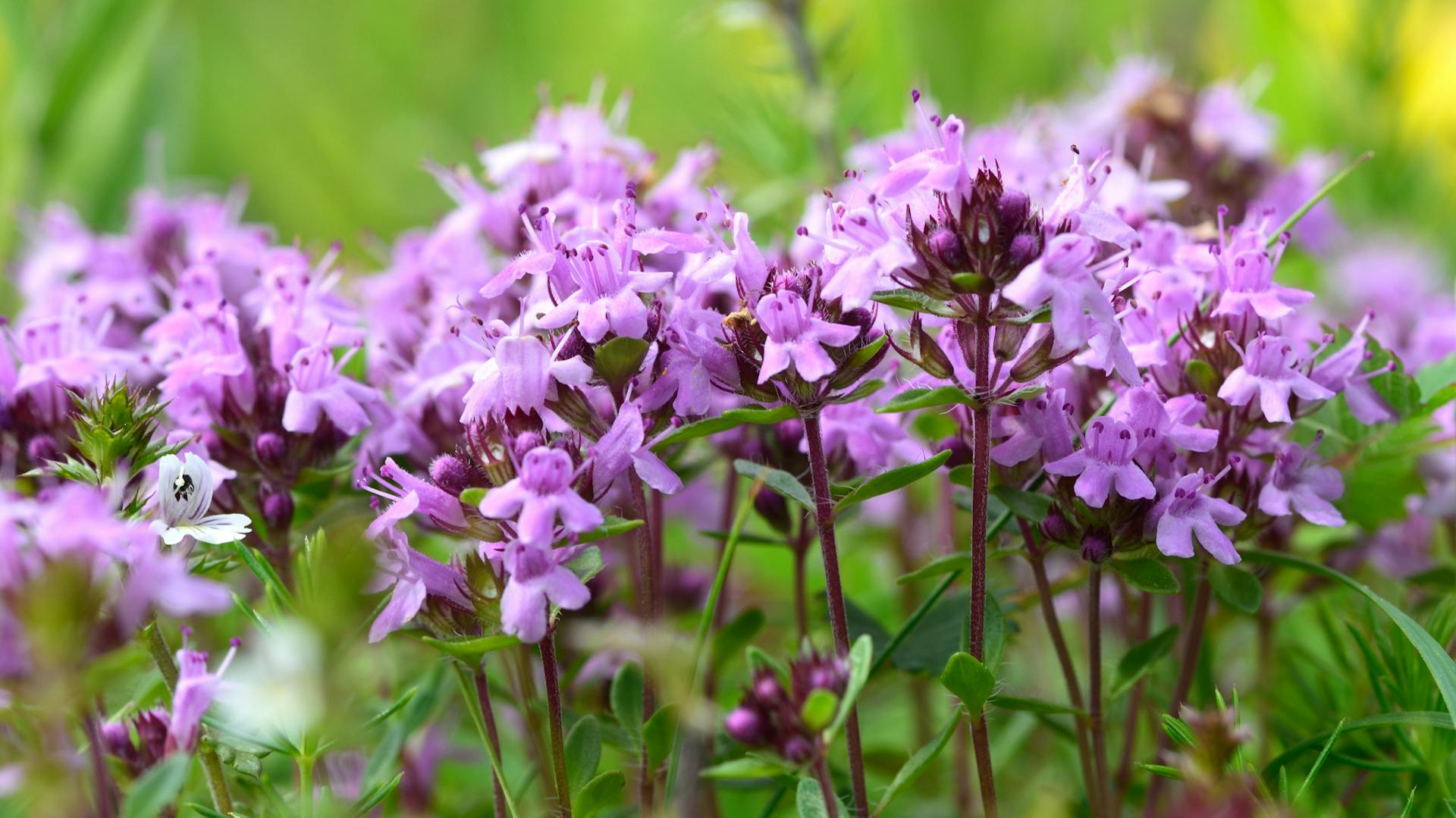 Serpillo in un giardino adatto agli insetti