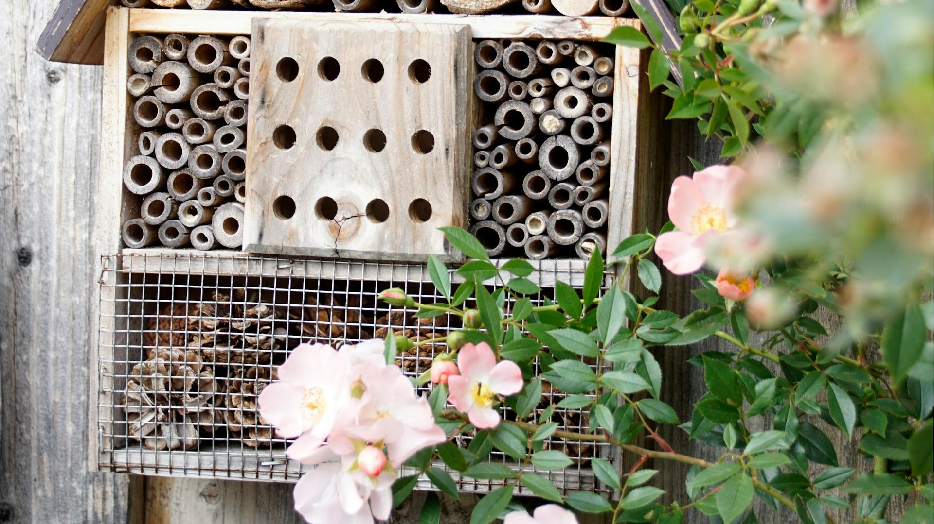 Egy rovarhotel futórózsa mellett