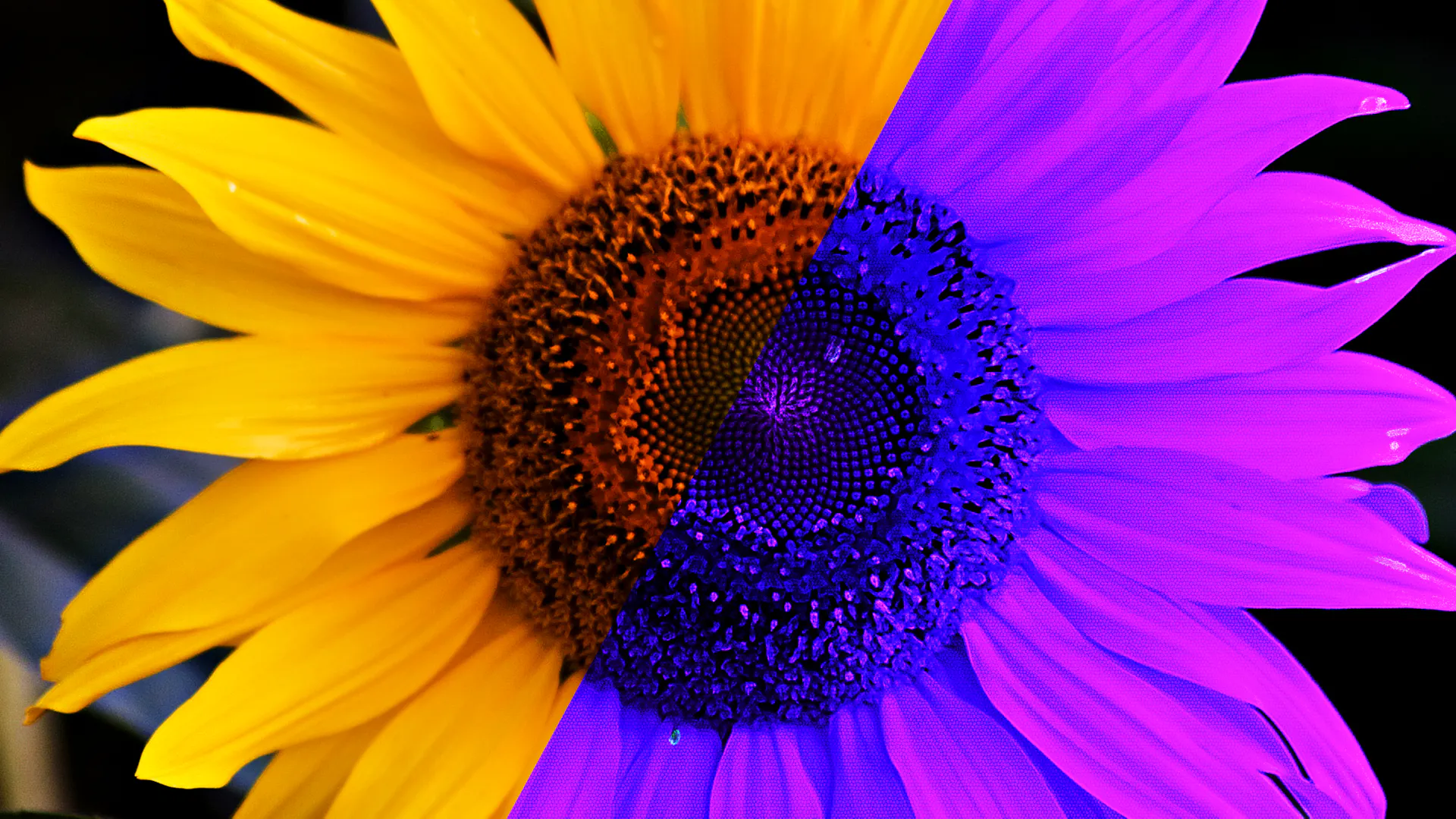 Die Blüte einer Sonnenblume aus Sicht einer Biene.