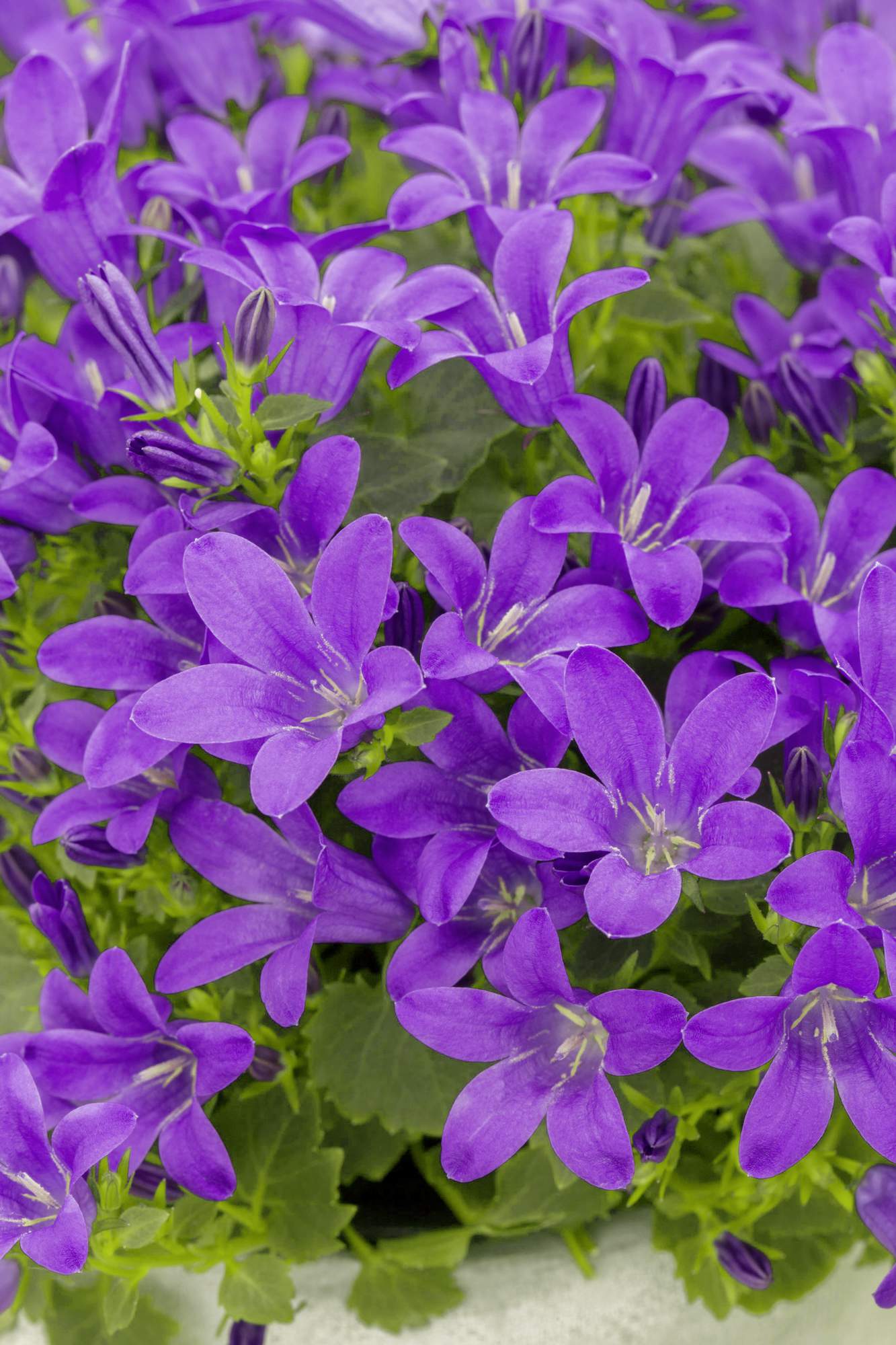 Blühende Glockenblumen.
