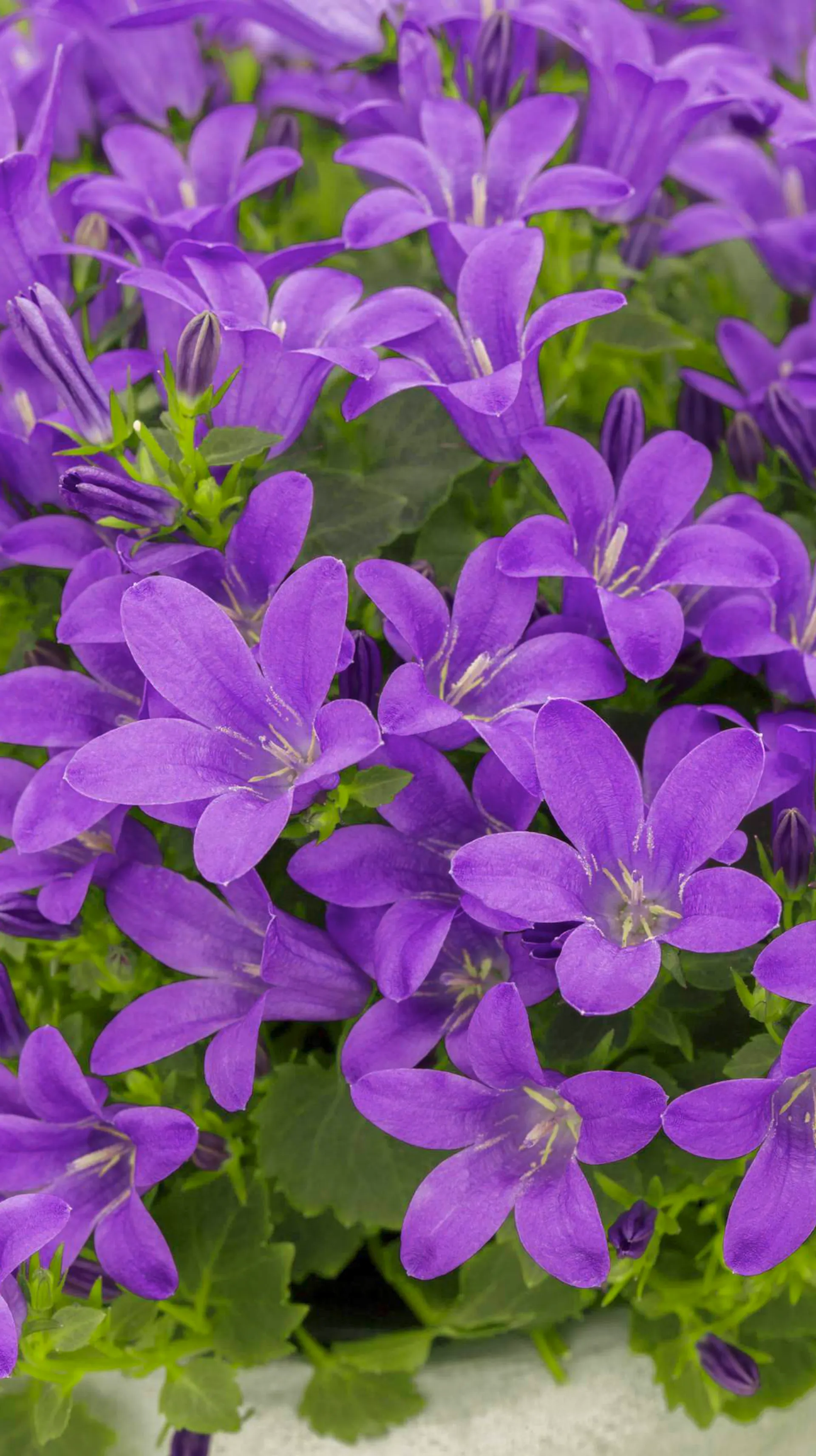 Blühende Glockenblumen.