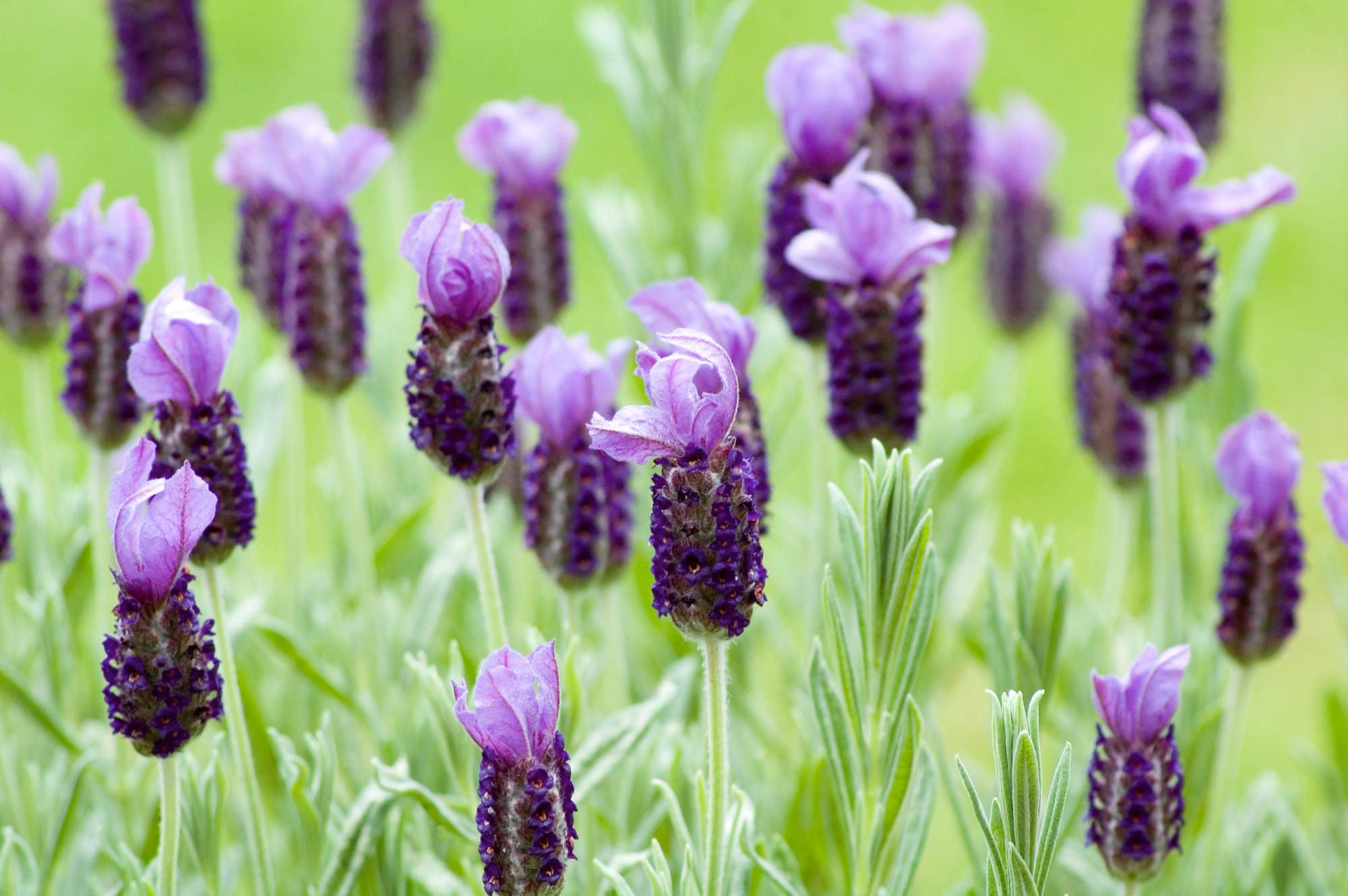 Blühender Lavendel.