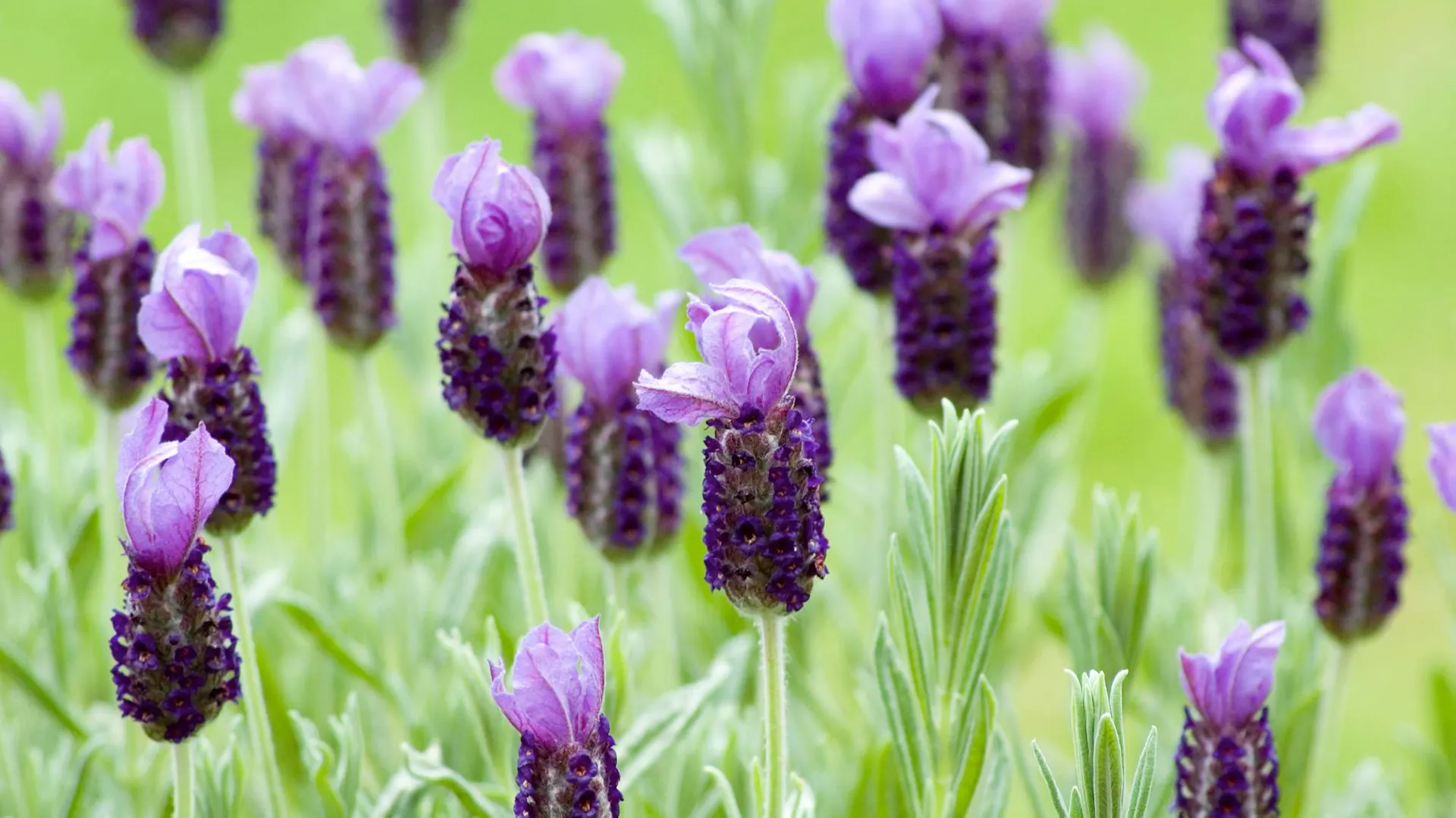 Blühender Lavendel.