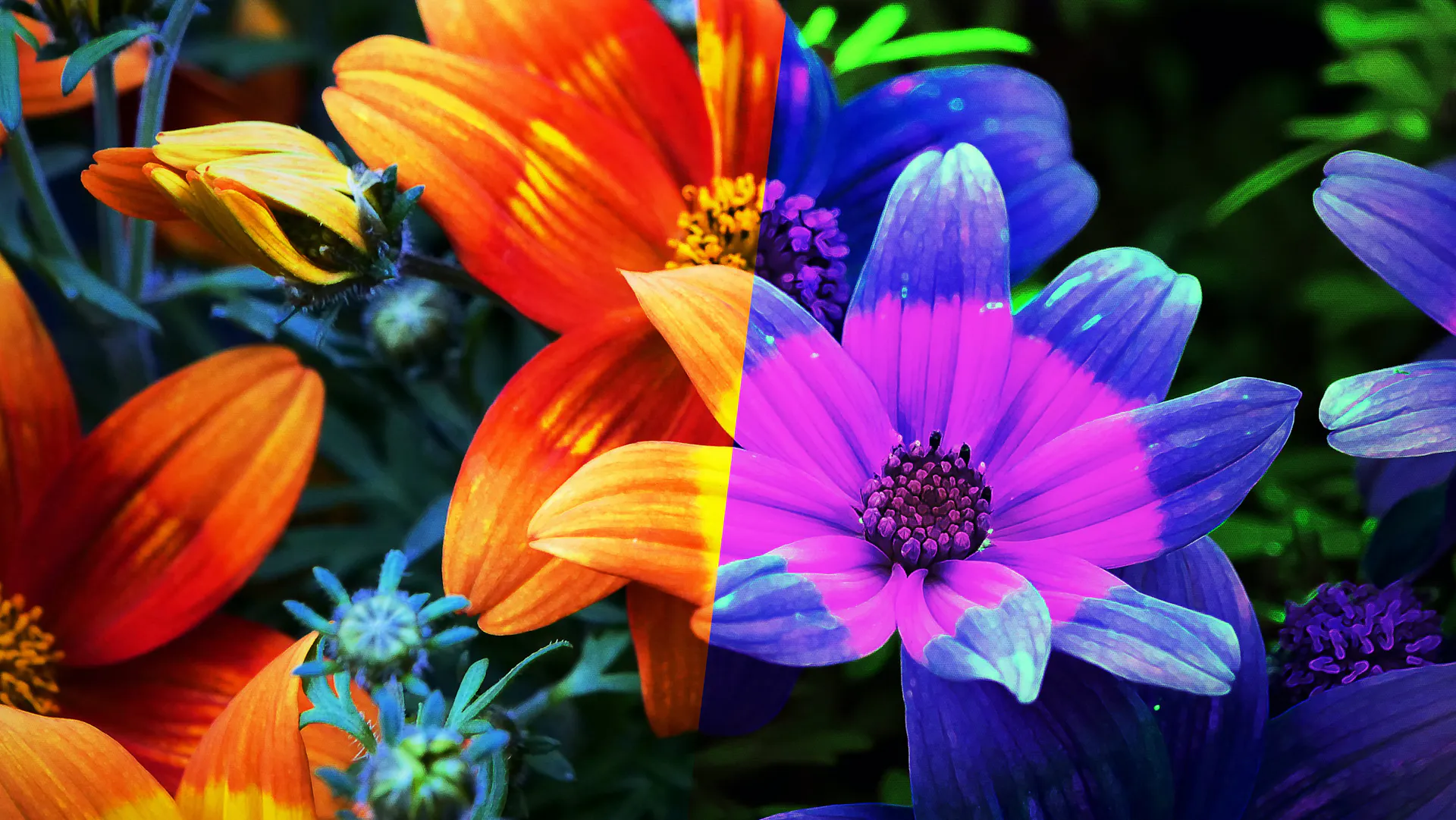 Fleurs en différents spectres de couleurs