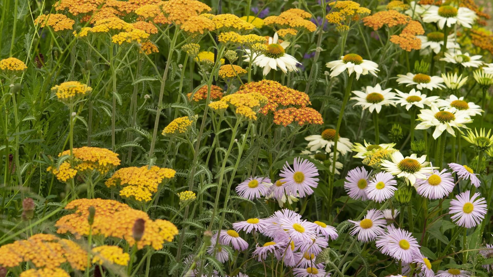 Kleinen Garten mit bunten Blumen gestalten