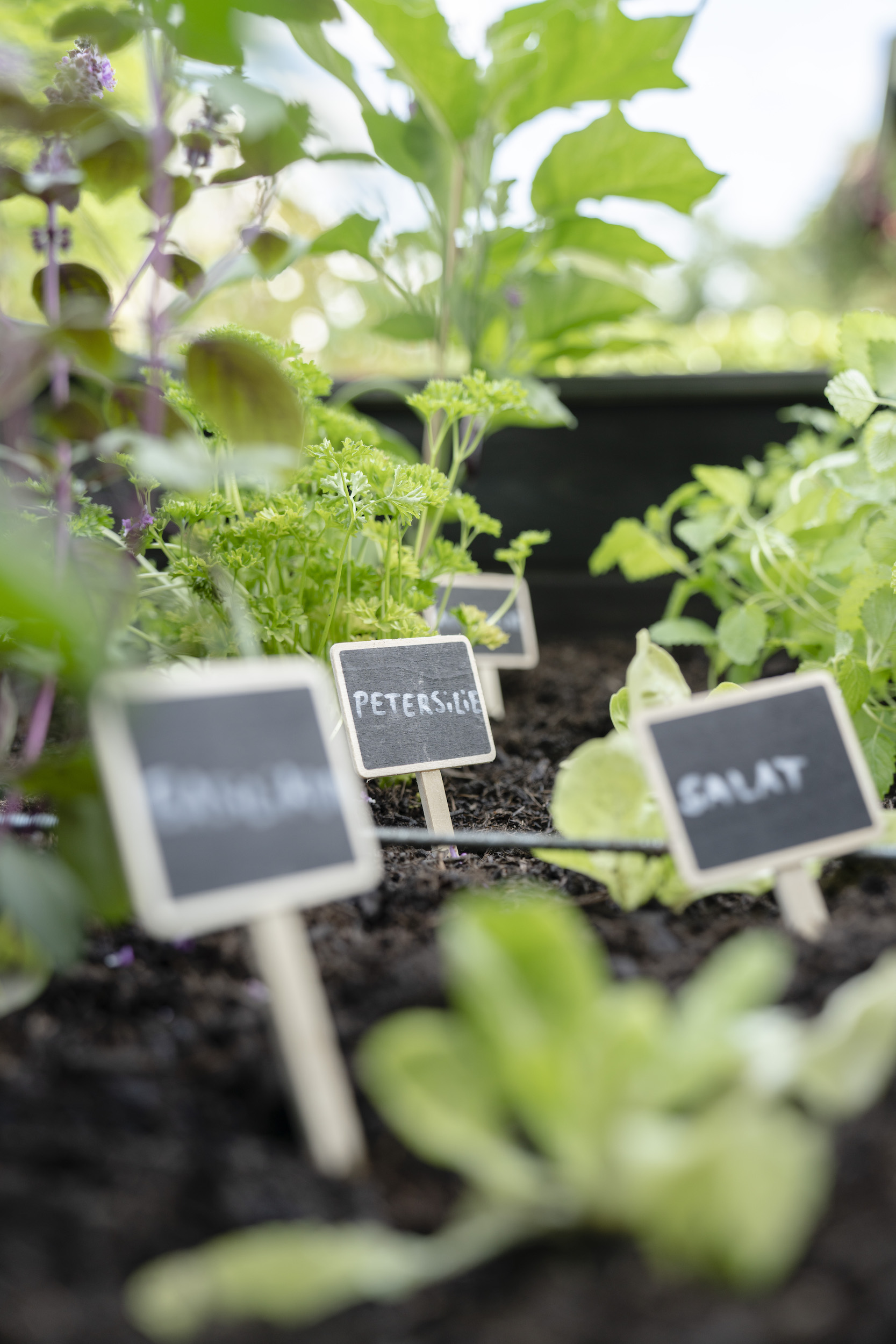 Kräuter in einem Beet