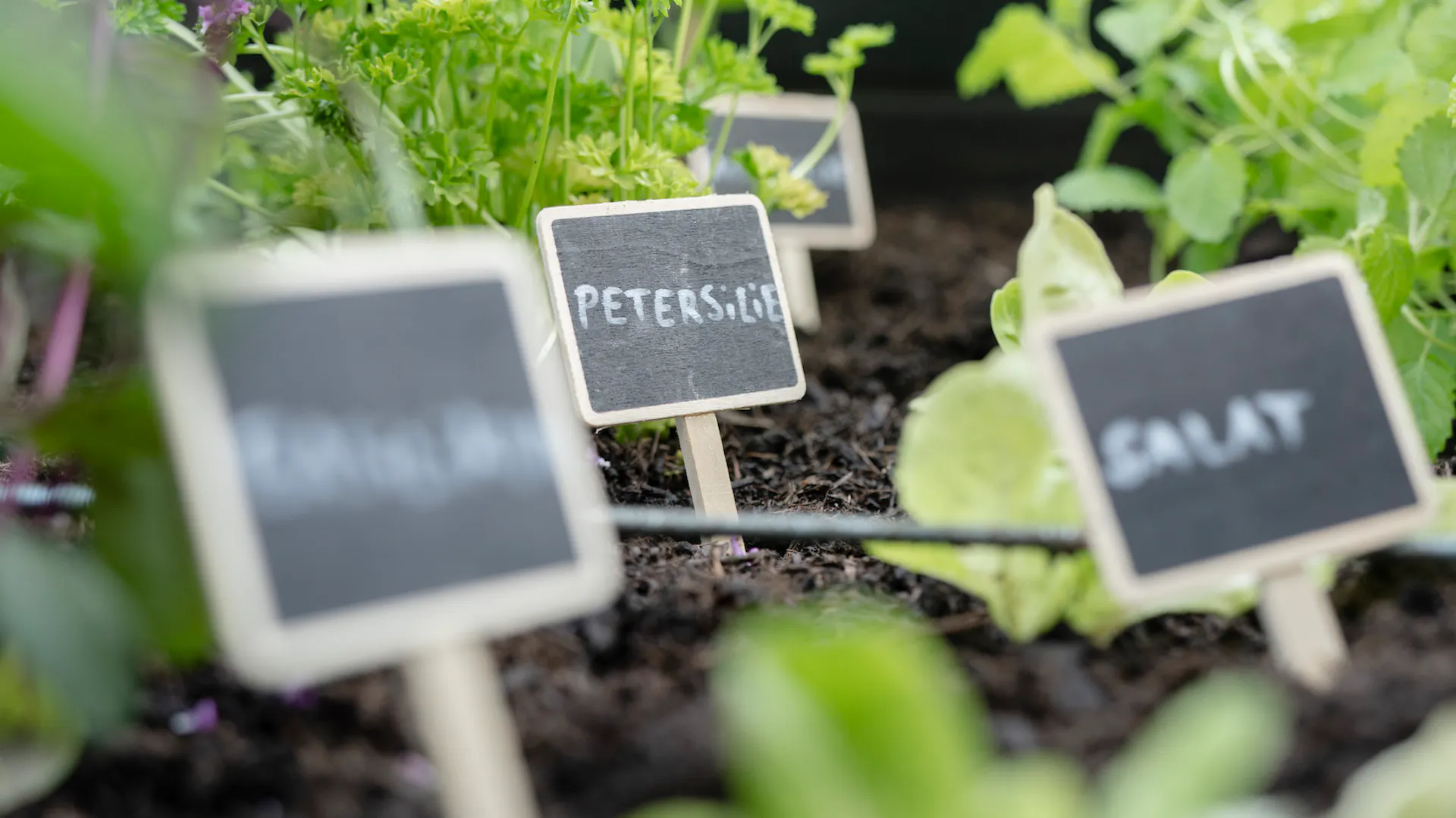 Kräuter in einem Beet