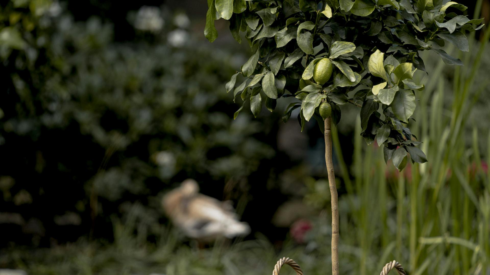 Zitrusbaum auf einer Terrasse