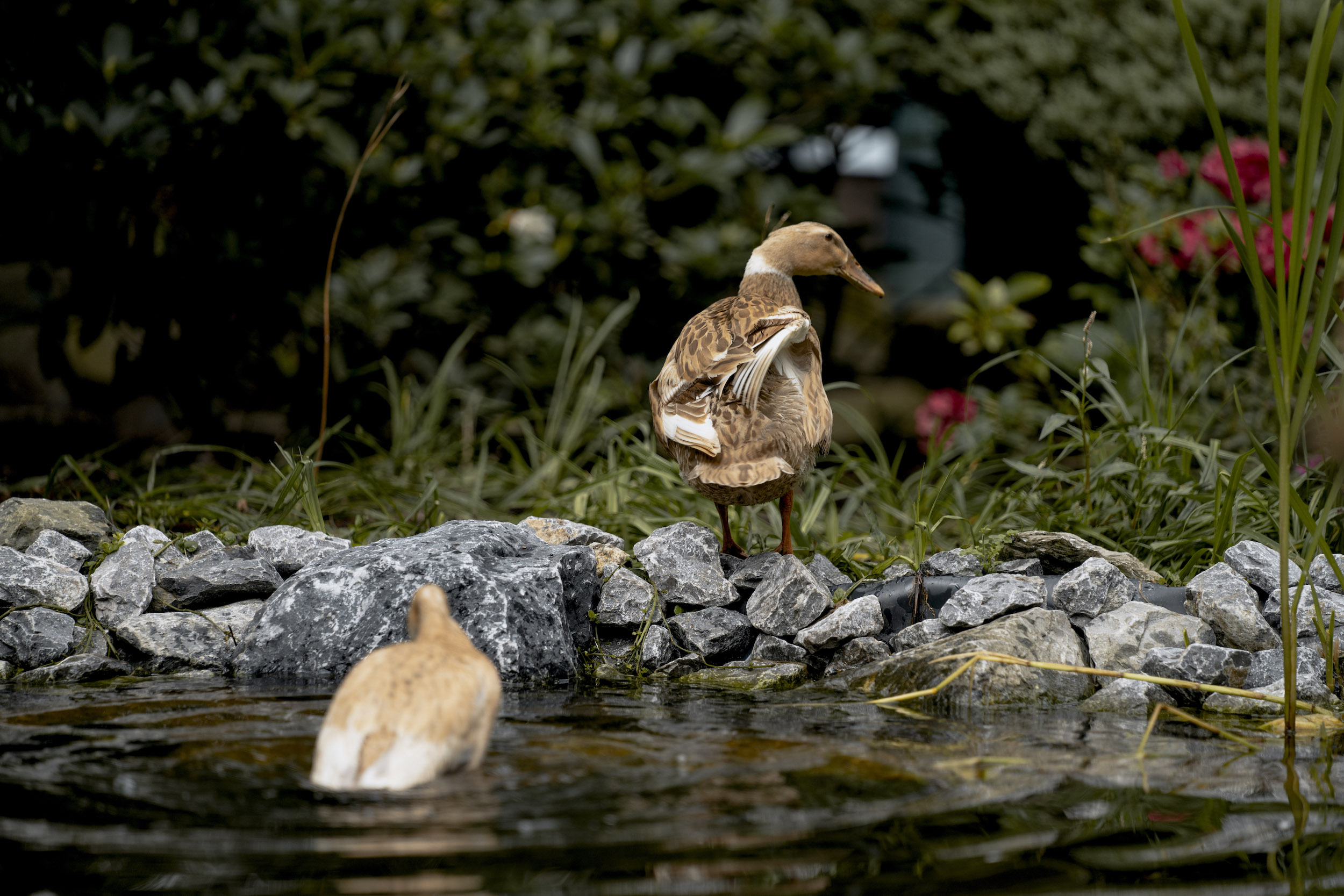 Ente am Wasser
