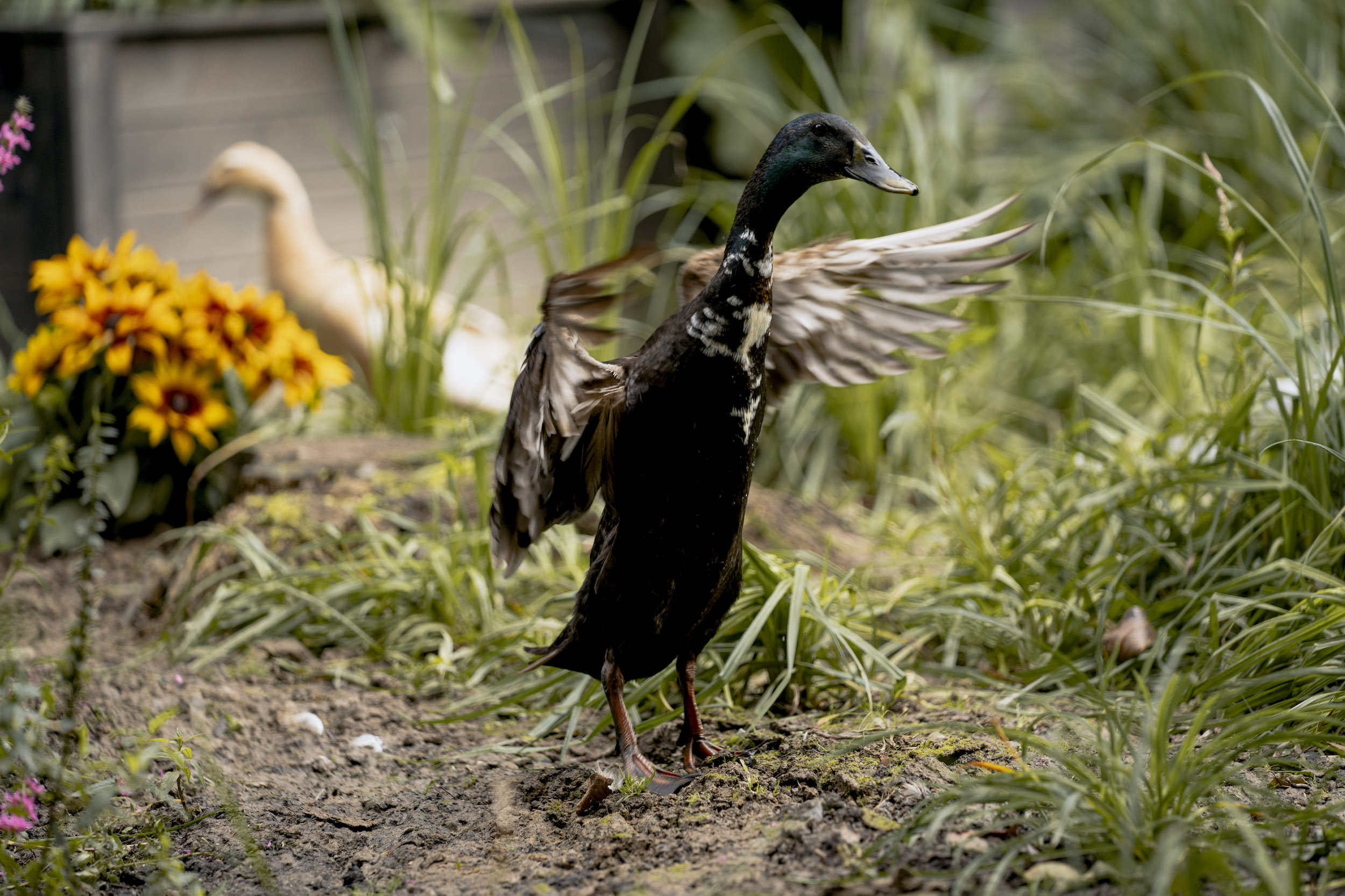 Ente mit ausgebreiteten Flügeln
