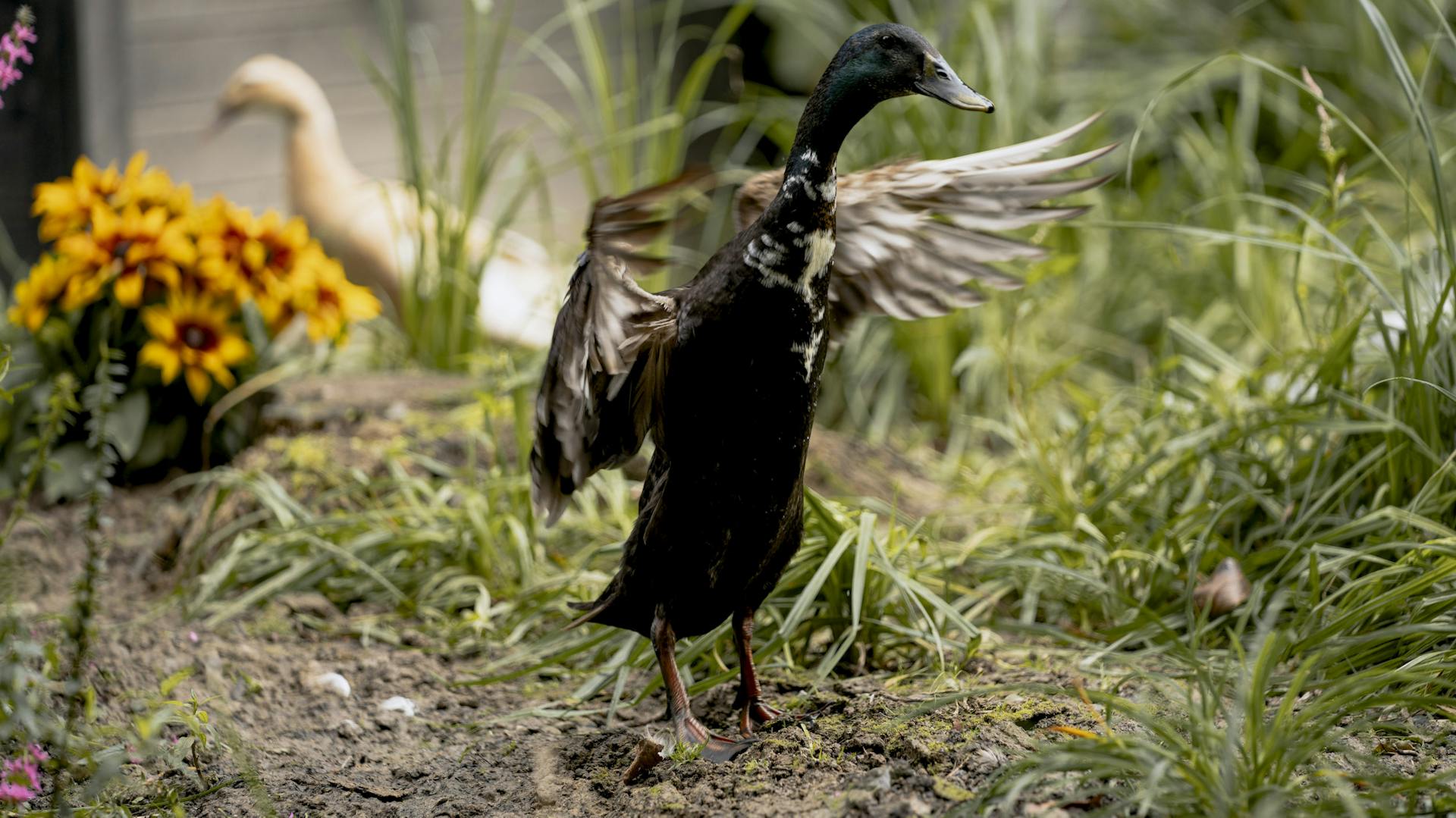 Ente mit ausgebreiteten Flügeln
