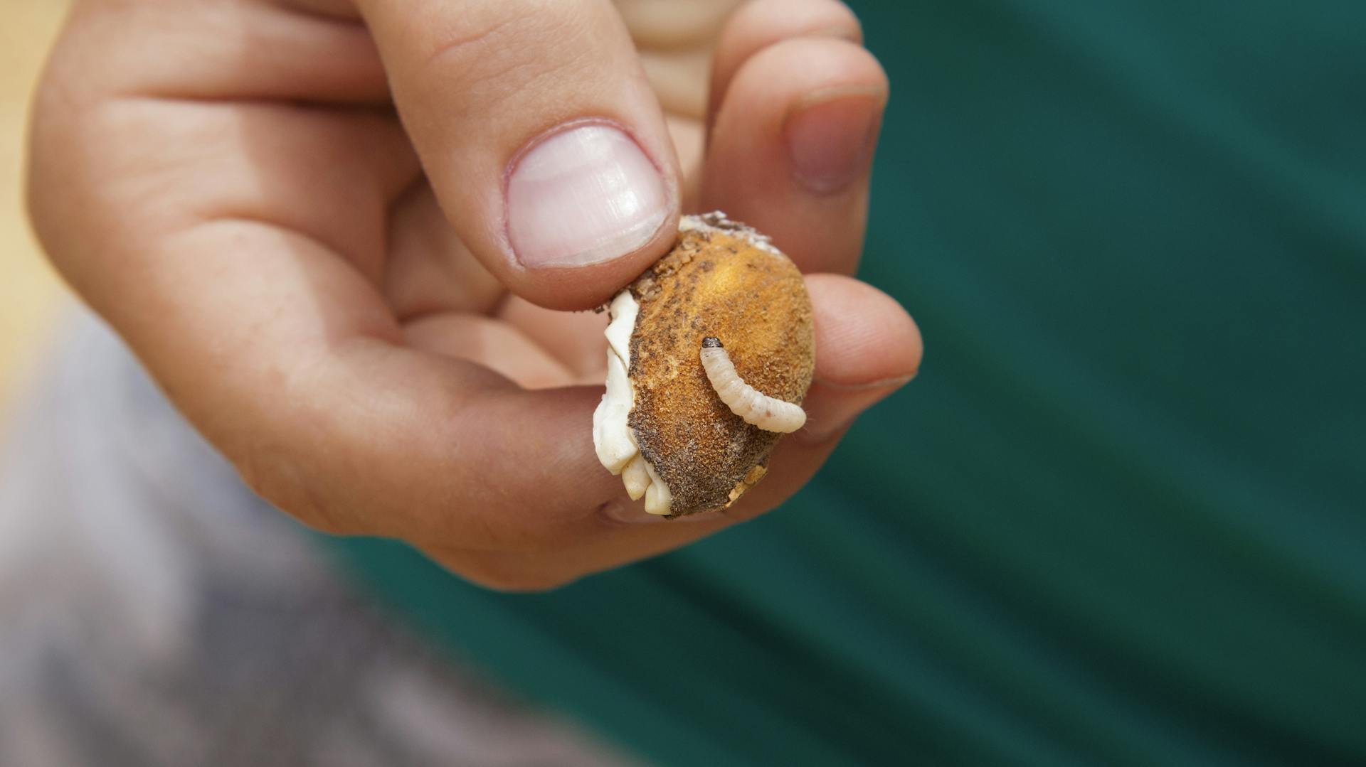Maden fressen Biomüll, den jemand in der Hand hält.