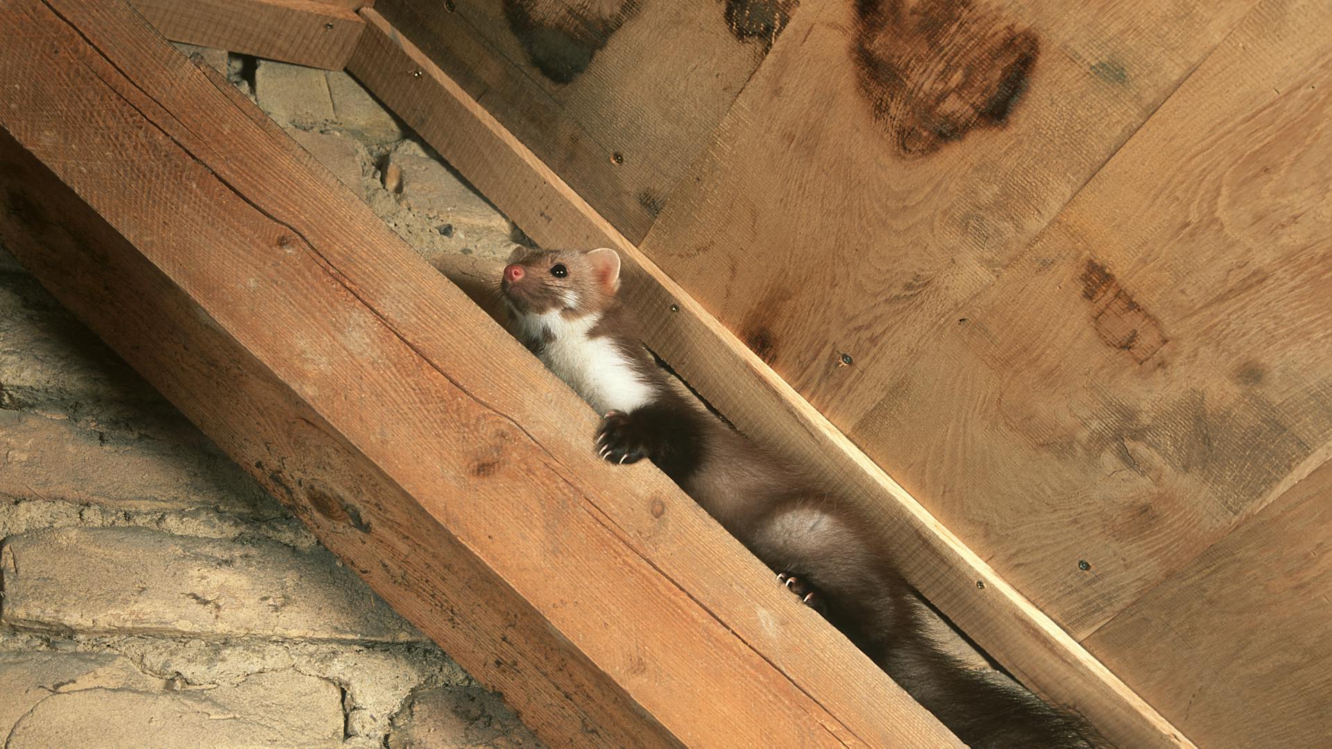 Marder vertreiben – Ratgeber und hilfreiche Tipps | OBI