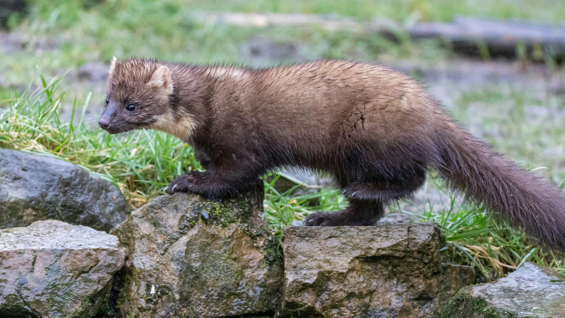 Ein Steinmarder auf einer Reihe von Steinen