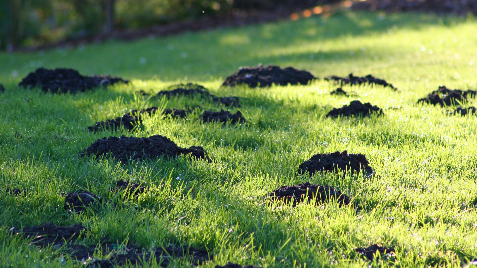 Maulwurfshügel auf einer Wiese.