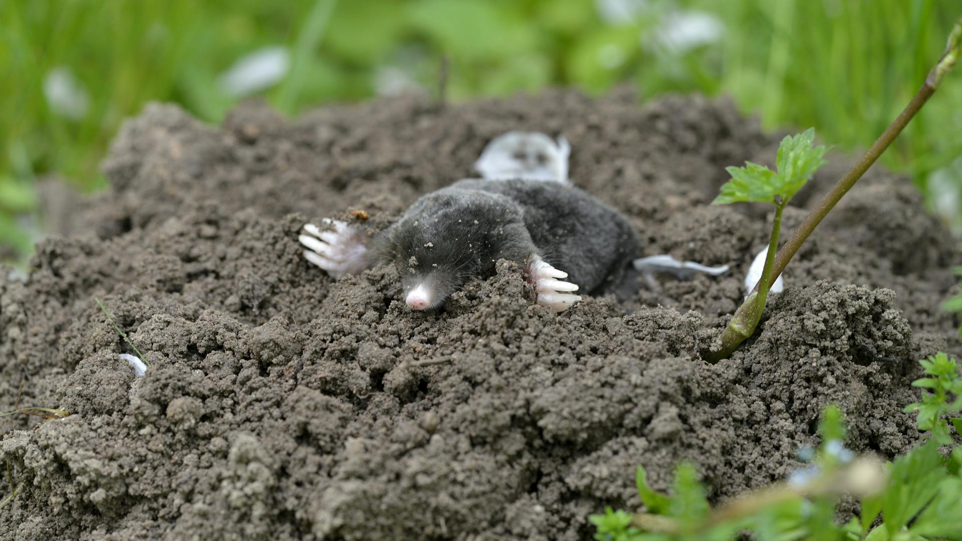 Ein Maulwurf in einem Erdhügel.