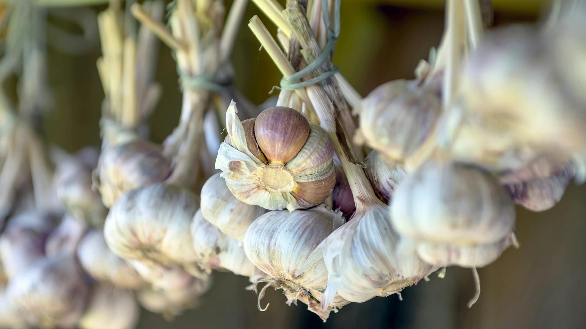 Mehrere getrocknete Knoblauchzehen hängen an einer Leine.
